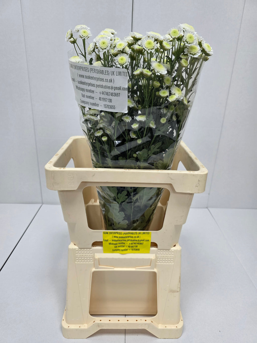 Farm Fresh Spray Chrysanthemum T Stallion (Bunch of 5 stems, Length 70cm) (PACK OF 2)