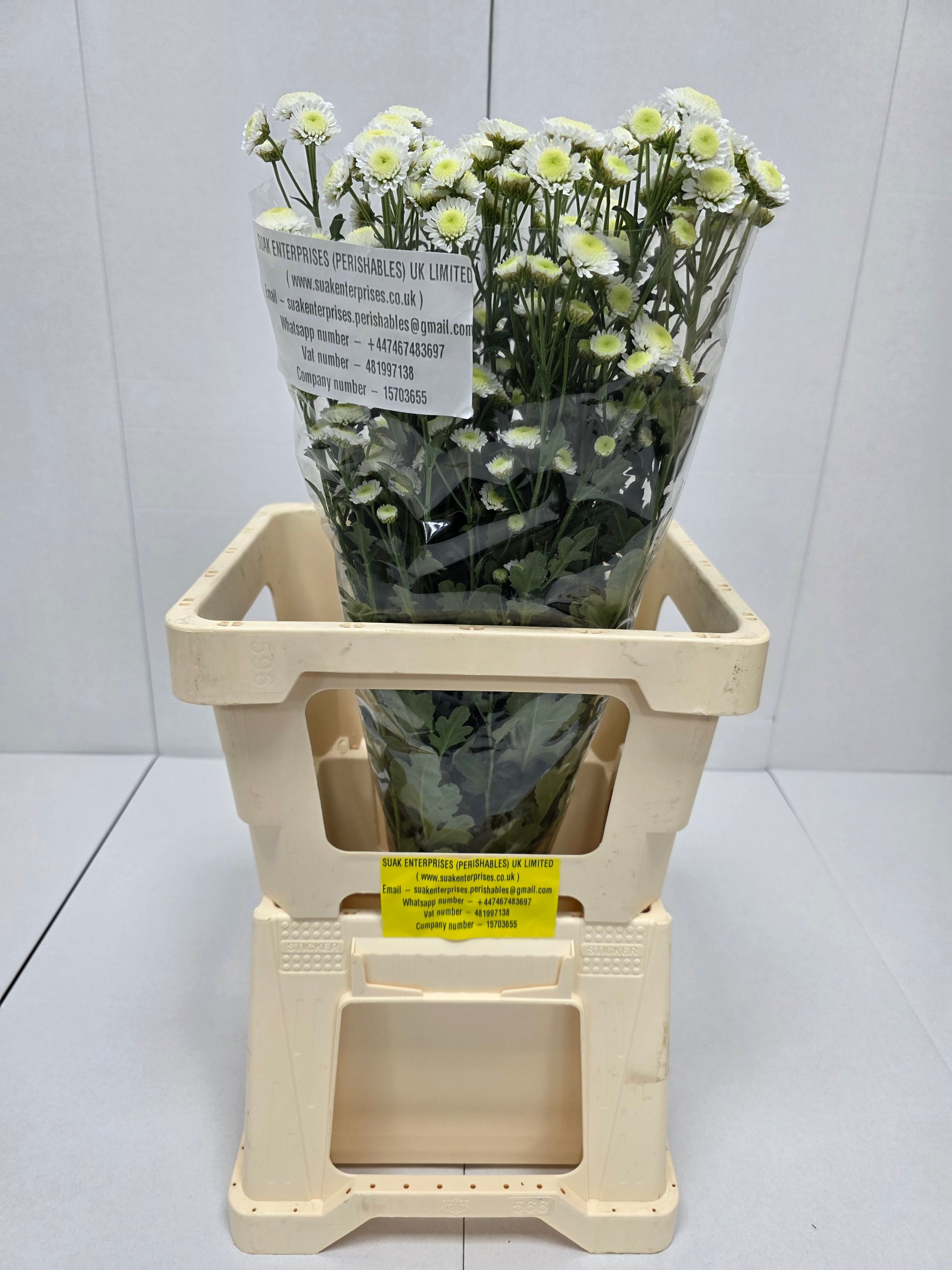 Farm Fresh Spray Chrysanthemum T Stallion (Bunch of 5 stems, Length 70cm) (PACK OF 2)