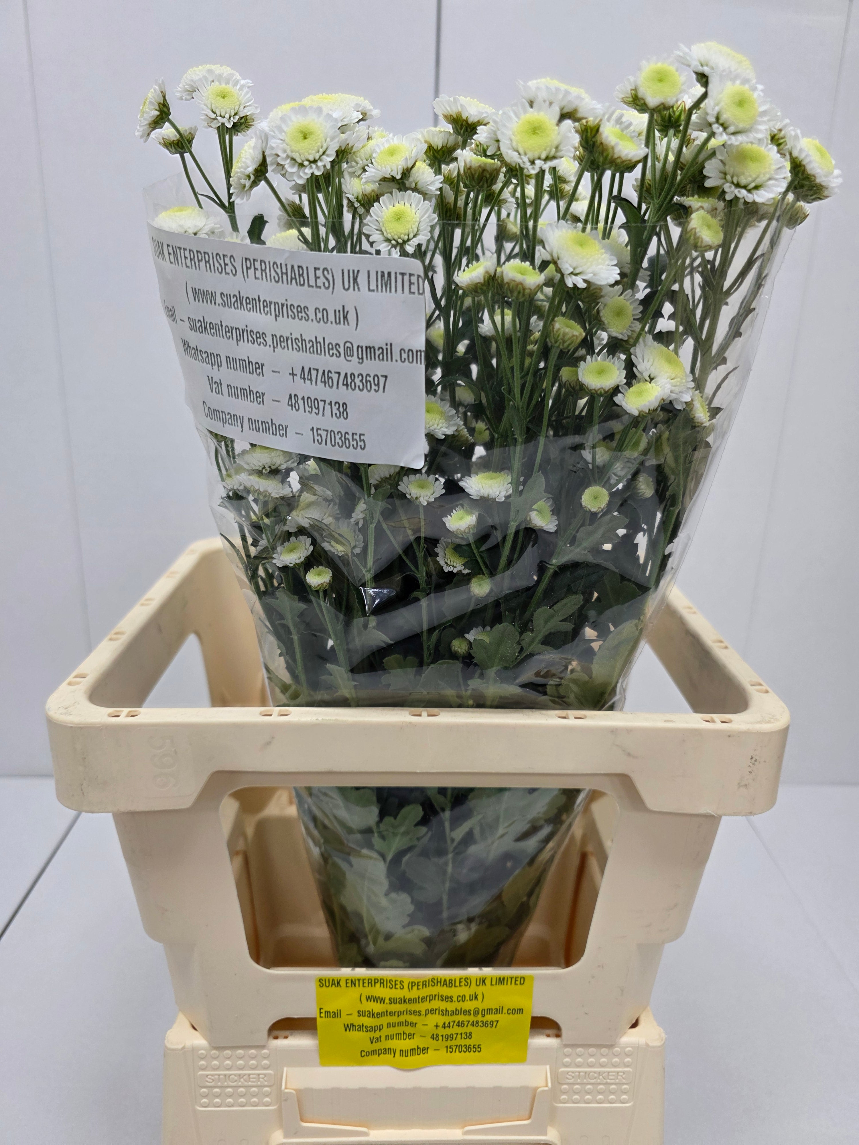 Farm Fresh Spray Chrysanthemum T Stallion (Bunch of 5 stems, Length 70cm) (PACK OF 2)