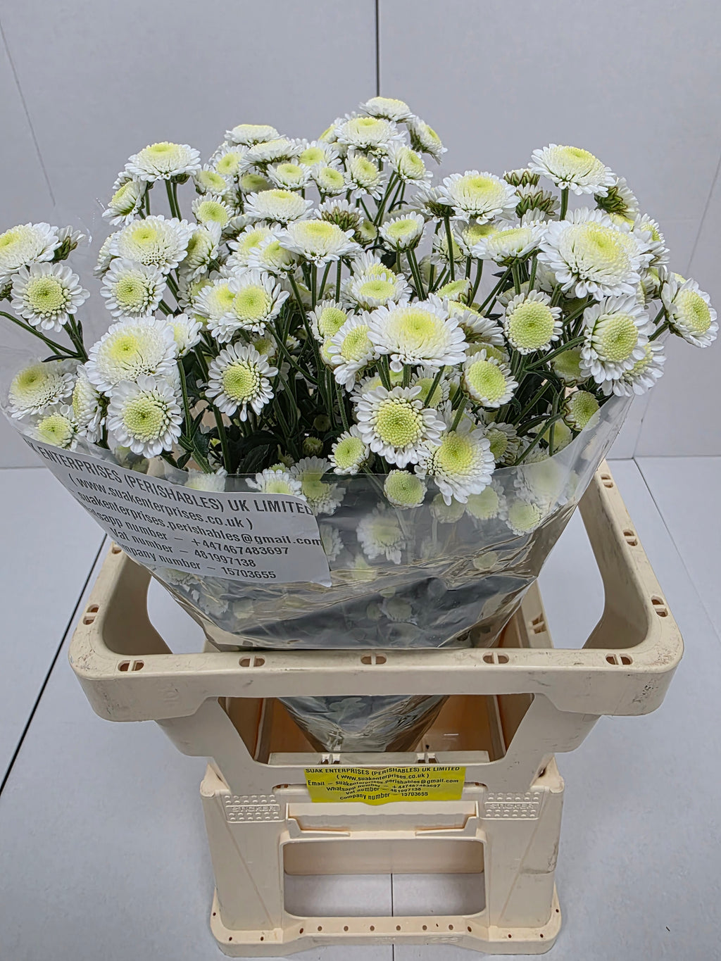 Farm Fresh Spray Chrysanthemum T Stallion (Bunch of 5 stems, Length 70cm) (PACK OF 2)