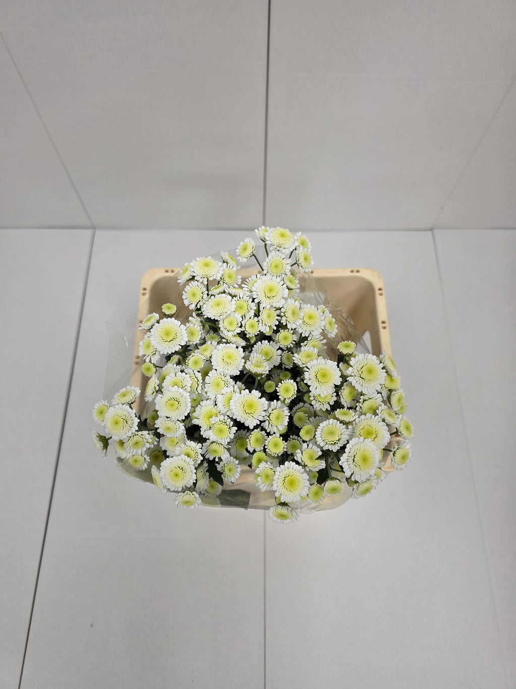 Farm Fresh Spray Chrysanthemum T Stallion (Bunch of 5 stems, Length 70cm) (PACK OF 2)