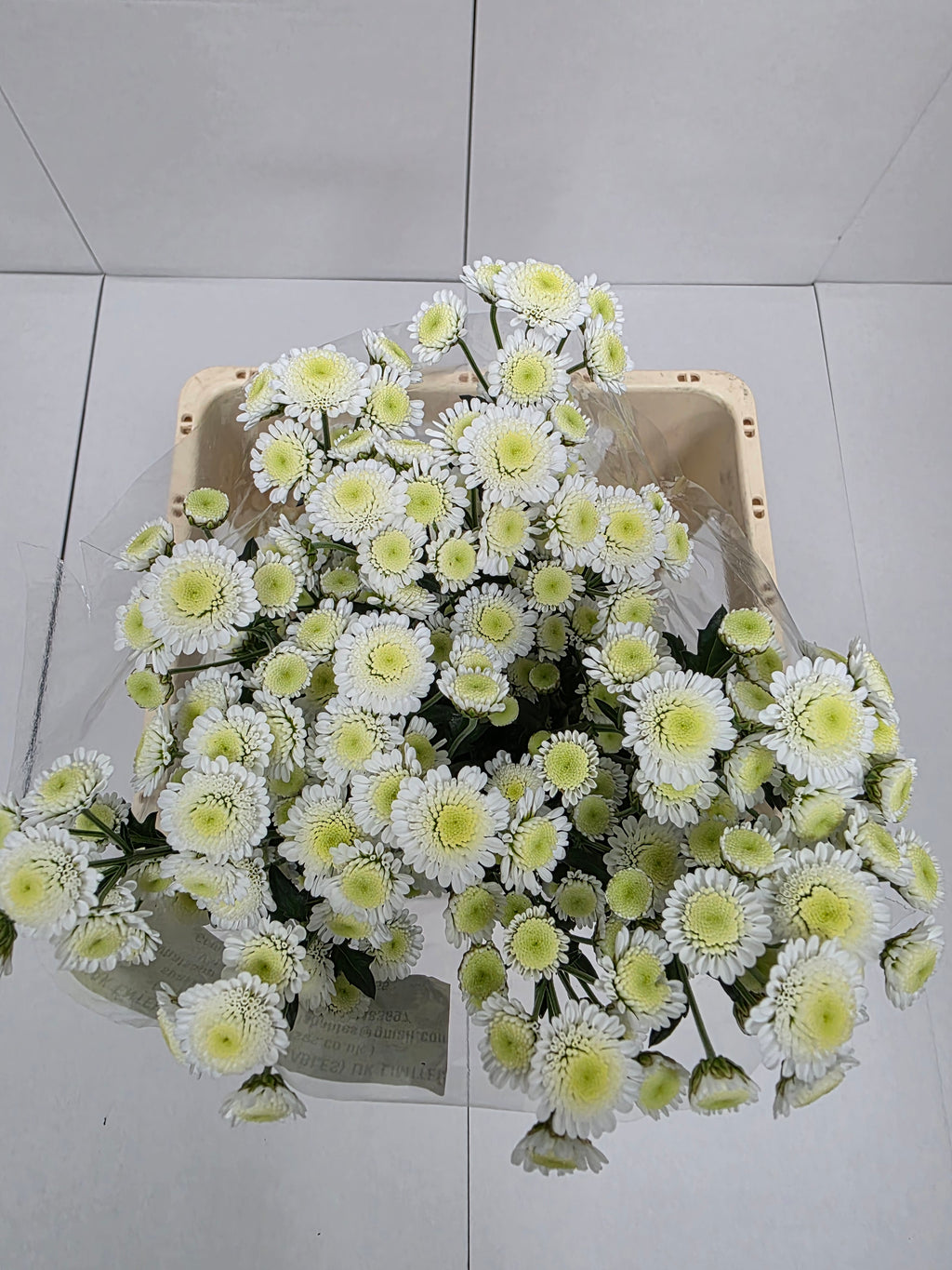 Farm Fresh Spray Chrysanthemum T Stallion (Bunch of 5 stems, Length 70cm) (PACK OF 2)