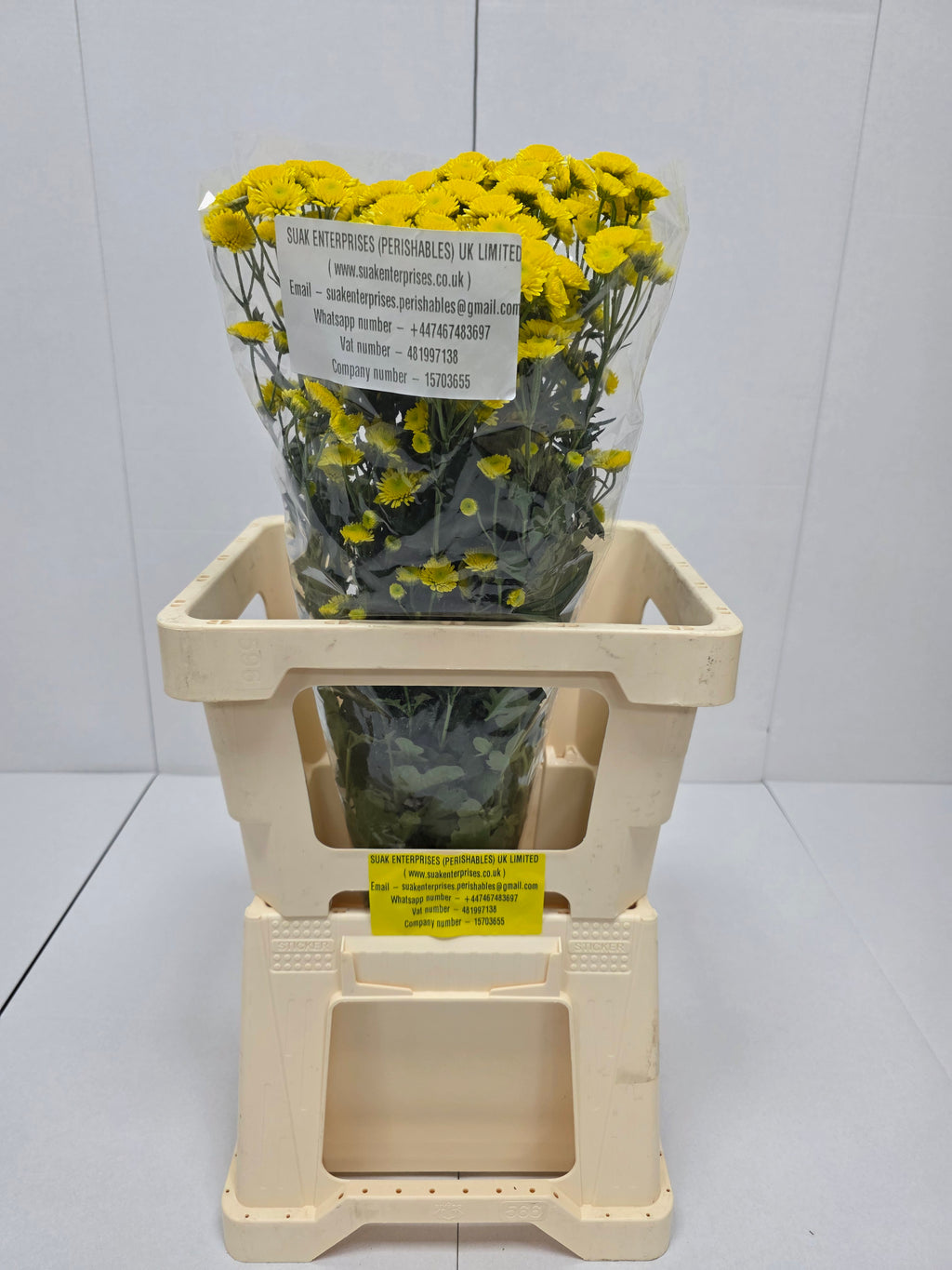 Farm Fresh Spray Chrysanthemum T Stallion Yellow (Bunch of 5 stems, Length 70cm) (PACK OF 2)