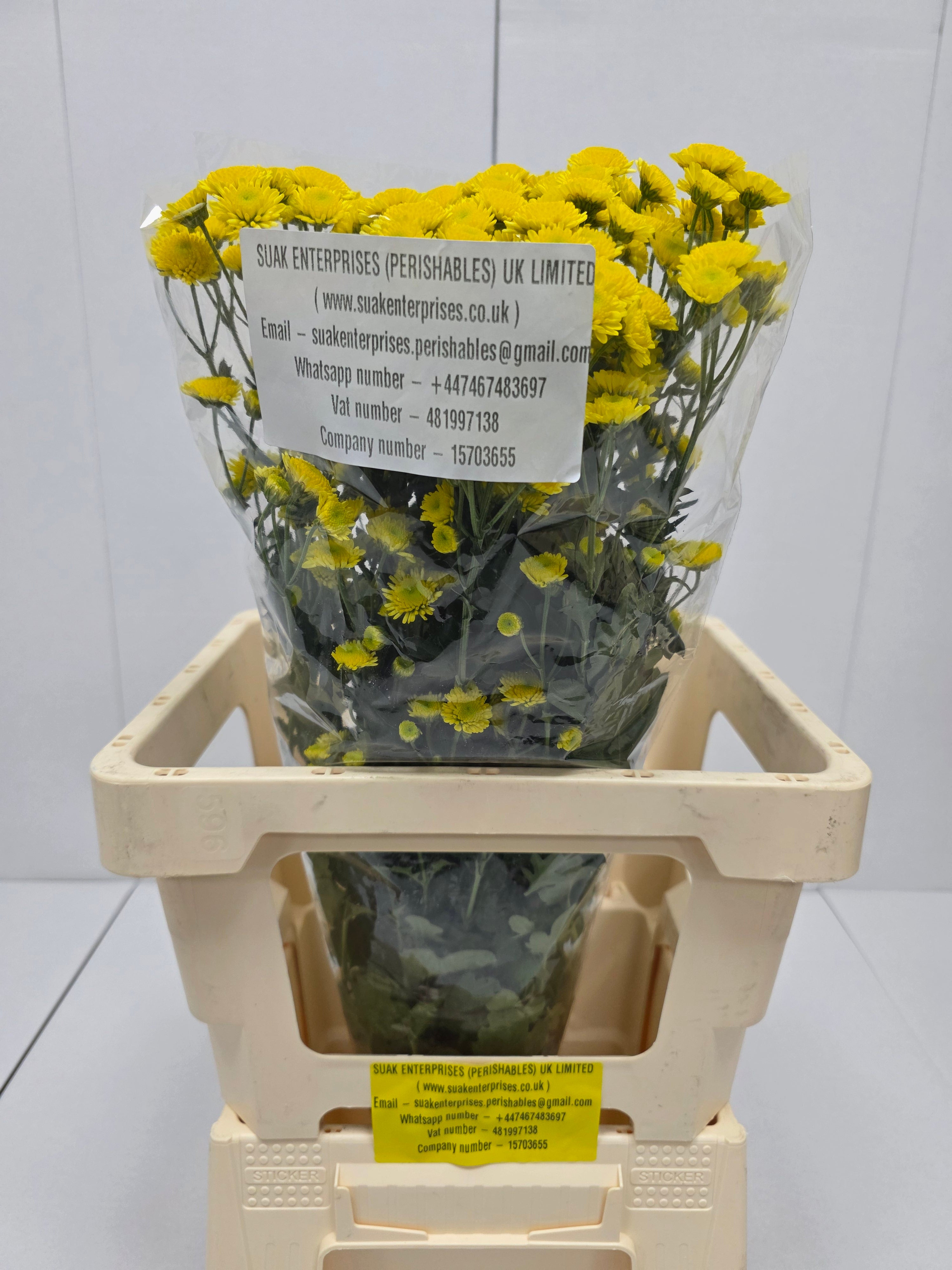 Farm Fresh Spray Chrysanthemum T Stallion Yellow (Bunch of 5 stems, Length 70cm) (PACK OF 2)