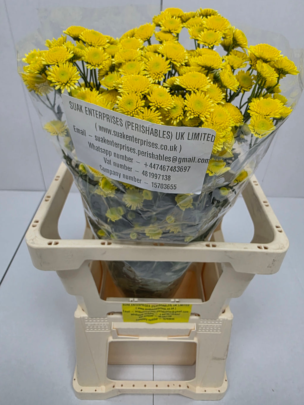 Farm Fresh Spray Chrysanthemum T Stallion Yellow (Bunch of 5 stems, Length 70cm) (PACK OF 2)