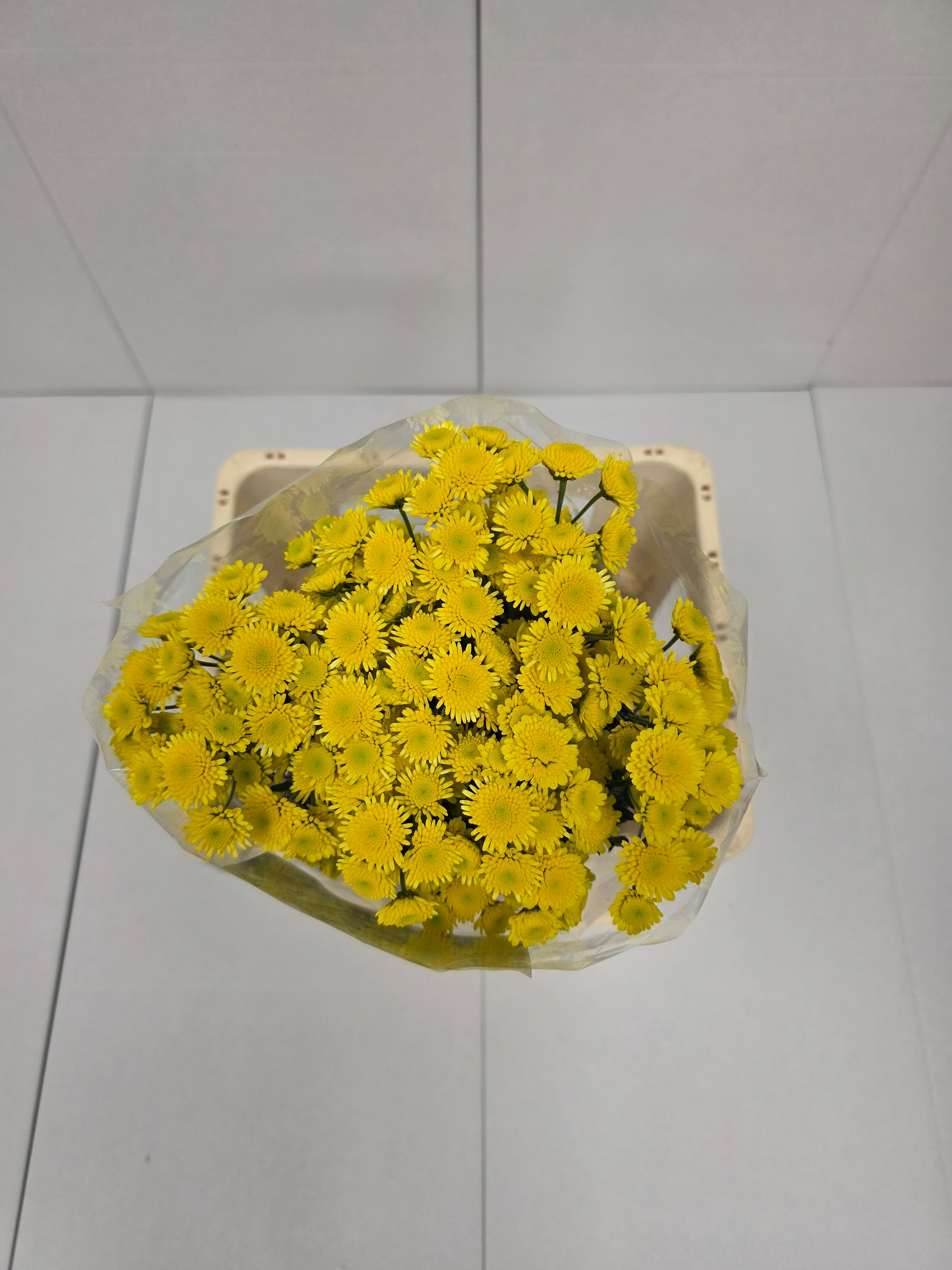 Farm Fresh Spray Chrysanthemum T Stallion Yellow (Bunch of 5 stems, Length 70cm) (PACK OF 2)