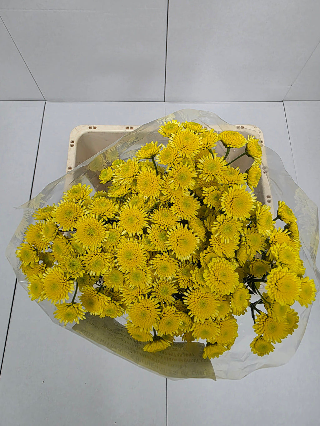 Farm Fresh Spray Chrysanthemum T Stallion Yellow (Bunch of 5 stems, Length 70cm) (PACK OF 2)