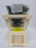 Farm Fresh Eryngium Aqua (Bunch of 10stems, Length 50cm)