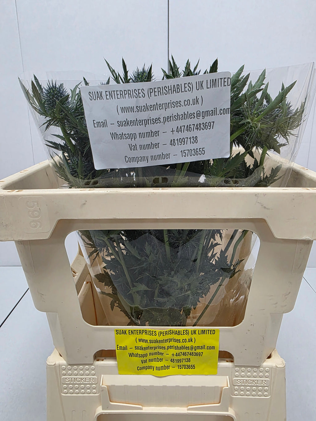 Farm Fresh Eryngium Aqua (Bunch of 10stems, Length 50cm)