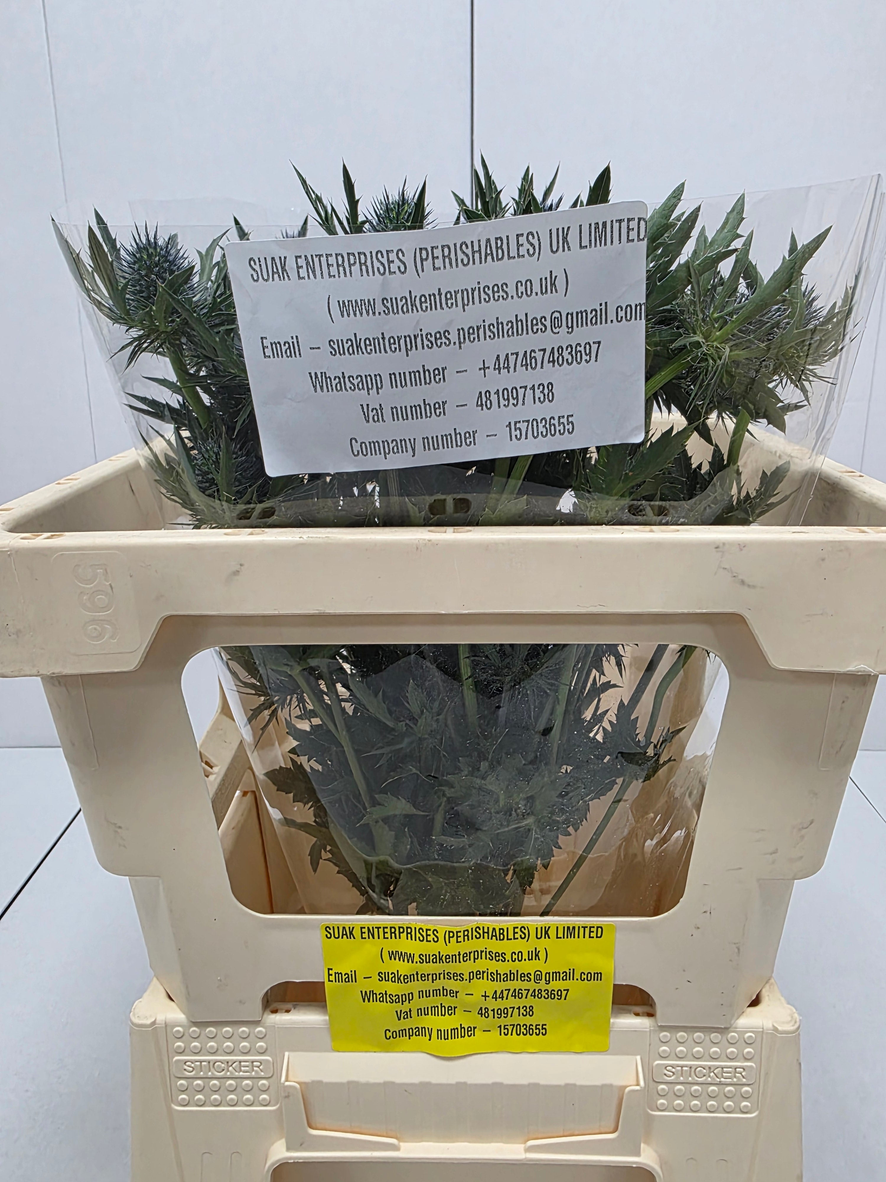 Farm Fresh Eryngium Aqua (Bunch of 10stems, Length 50cm)