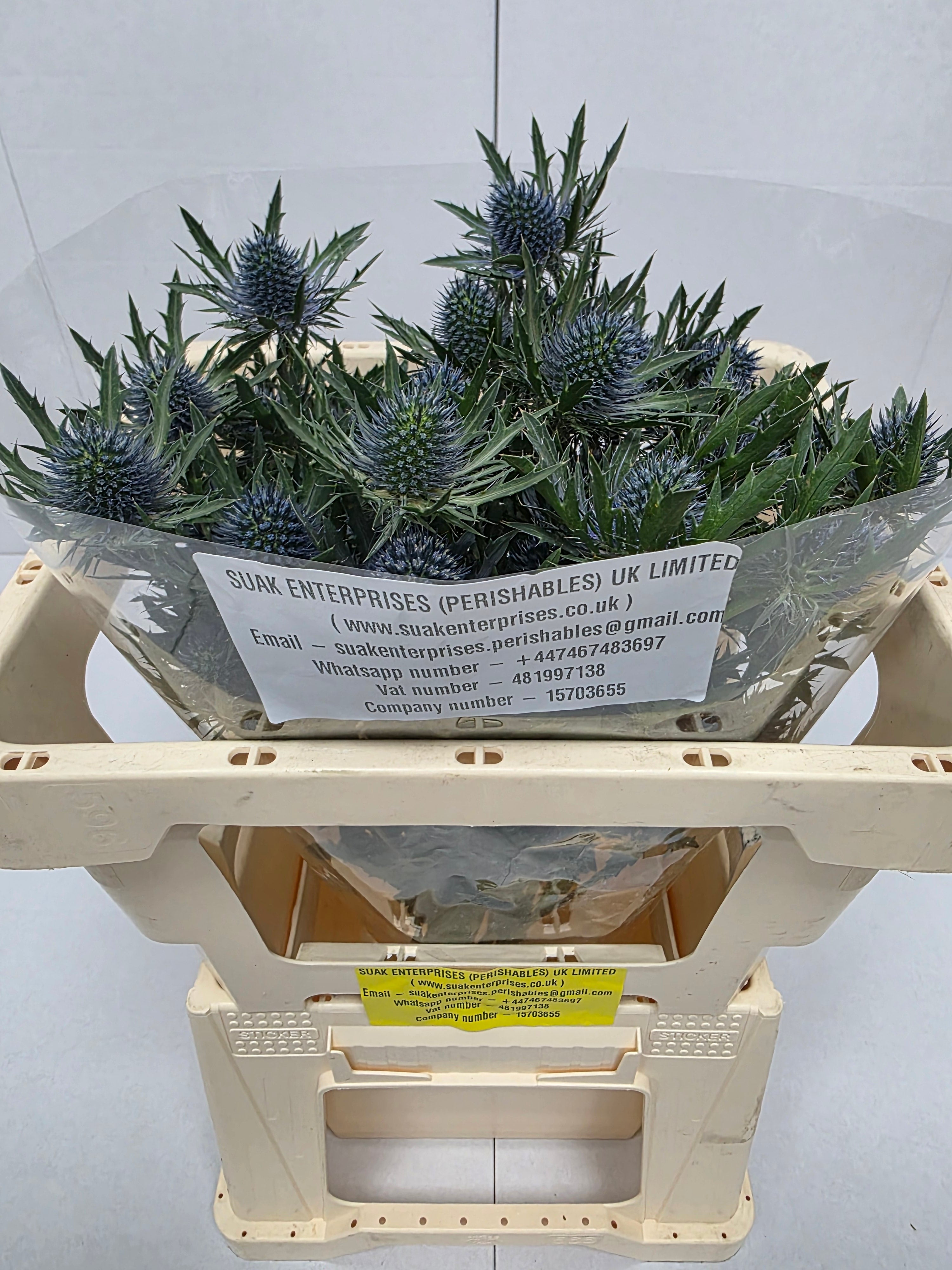 Farm Fresh Eryngium Aqua(Bunch of 10 stems, Length 40cm)
