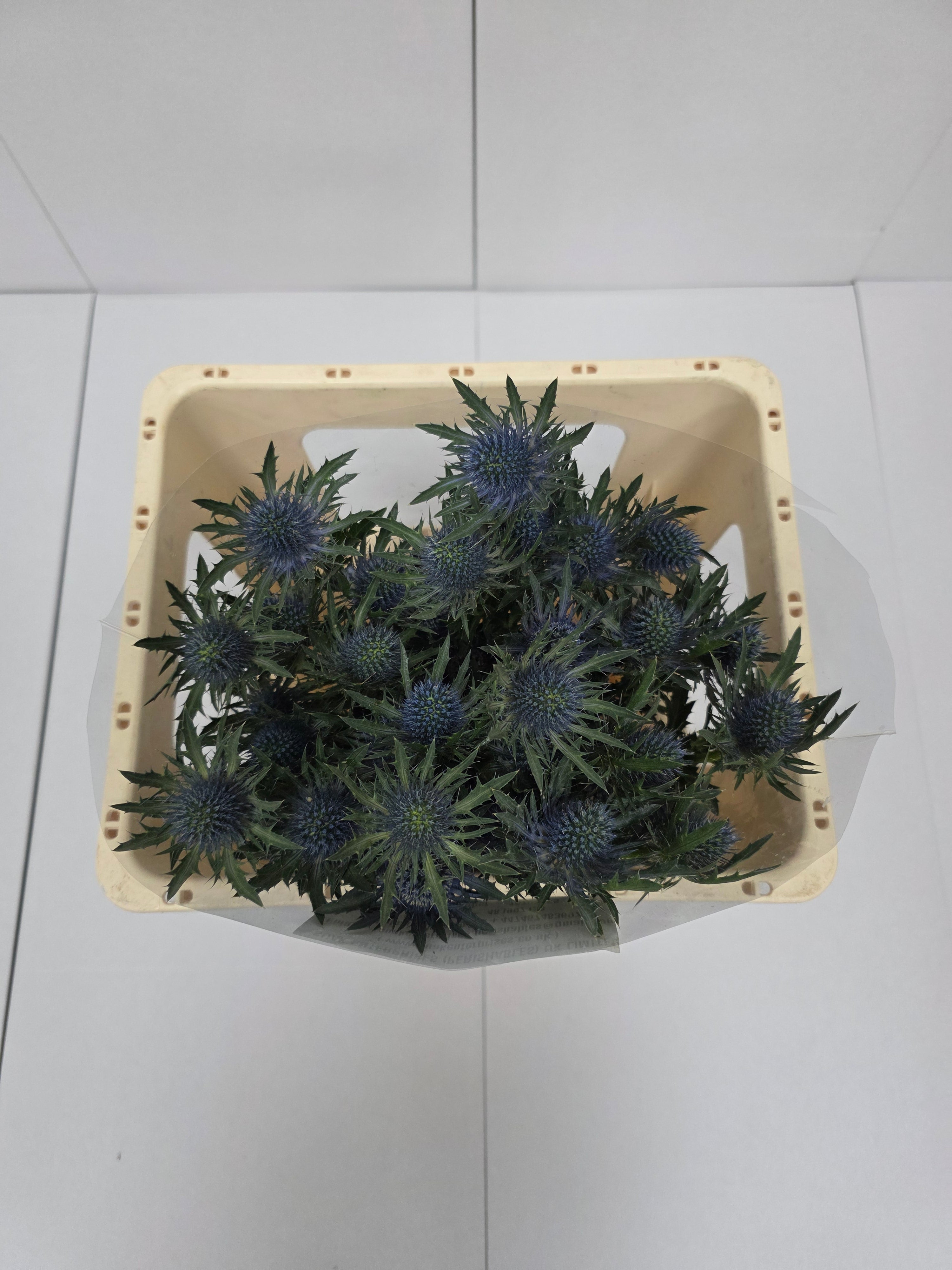 Farm Fresh Eryngium Aqua (Bunch of 10stems, Length 50cm)