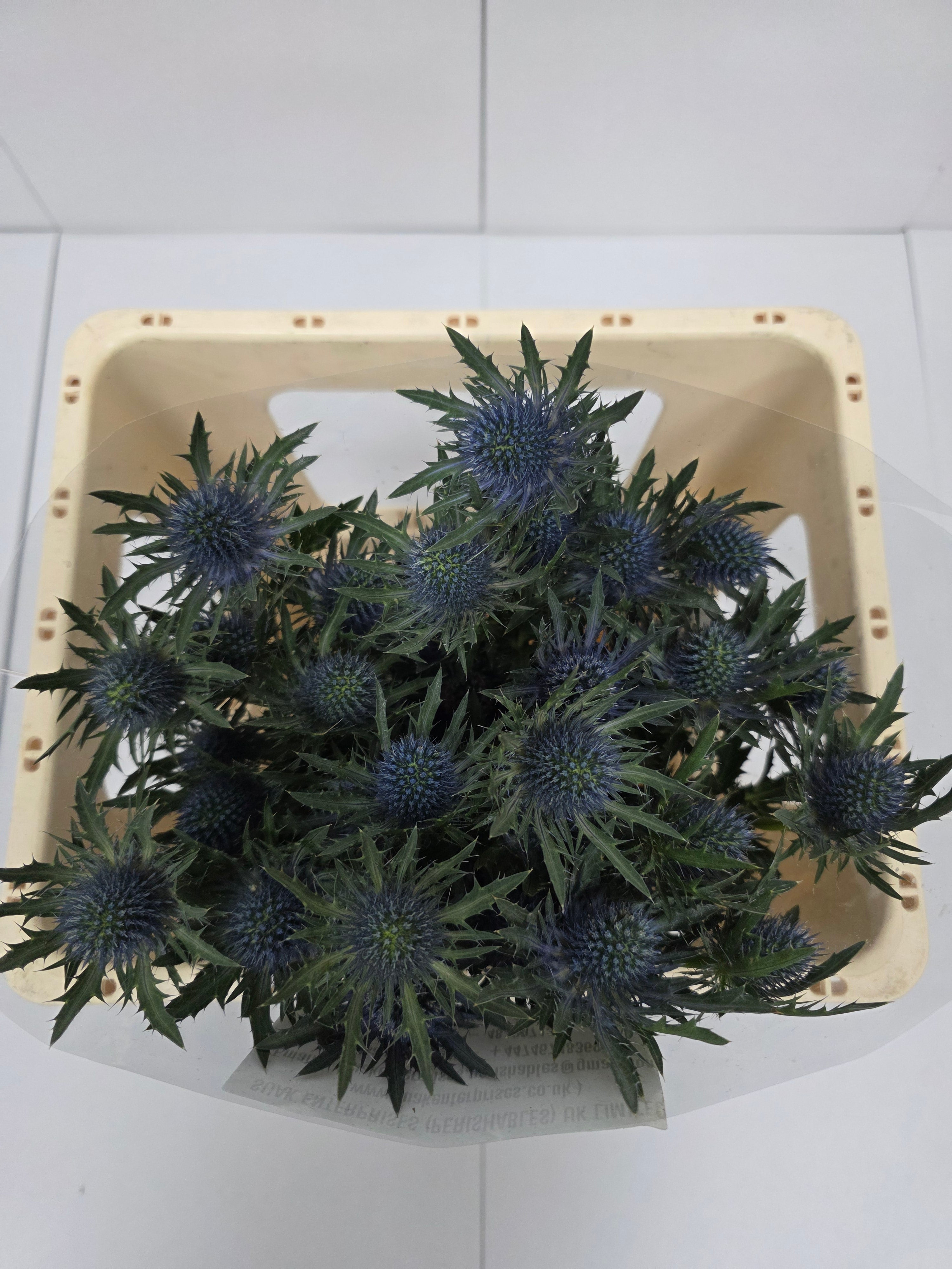 Farm Fresh Eryngium Aqua(Bunch of 10 stems, Length 40cm)