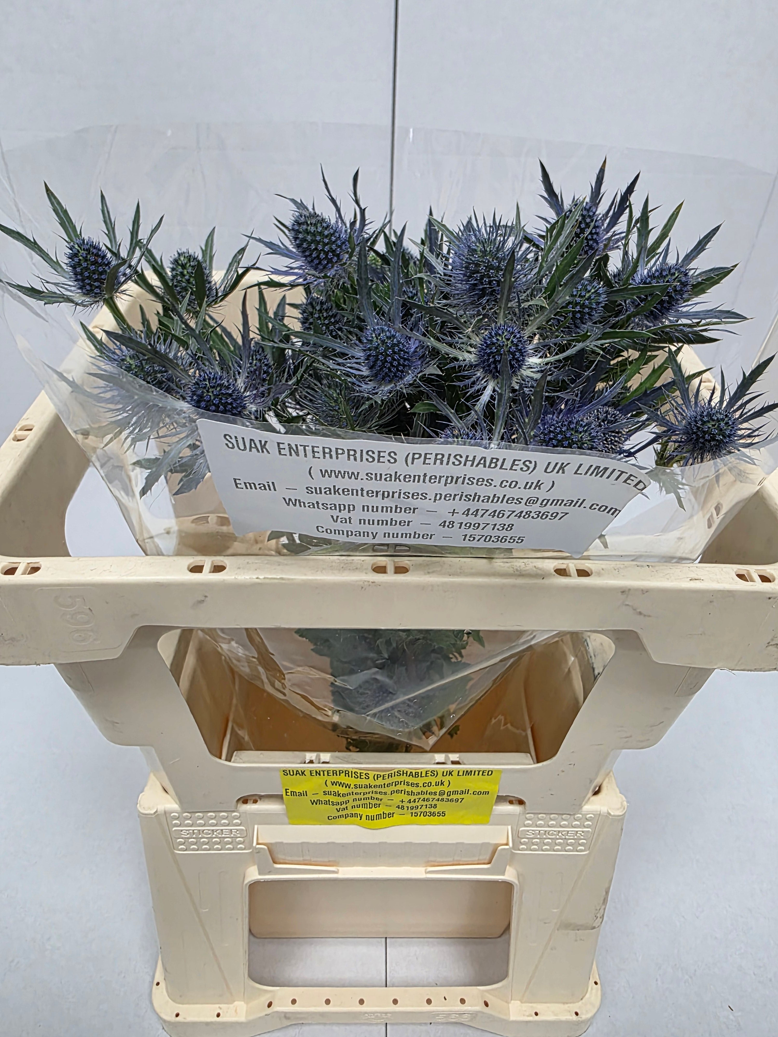 Farm Fresh Eryngium Blue Angel (Bunch of 10stems, Length 50cm)