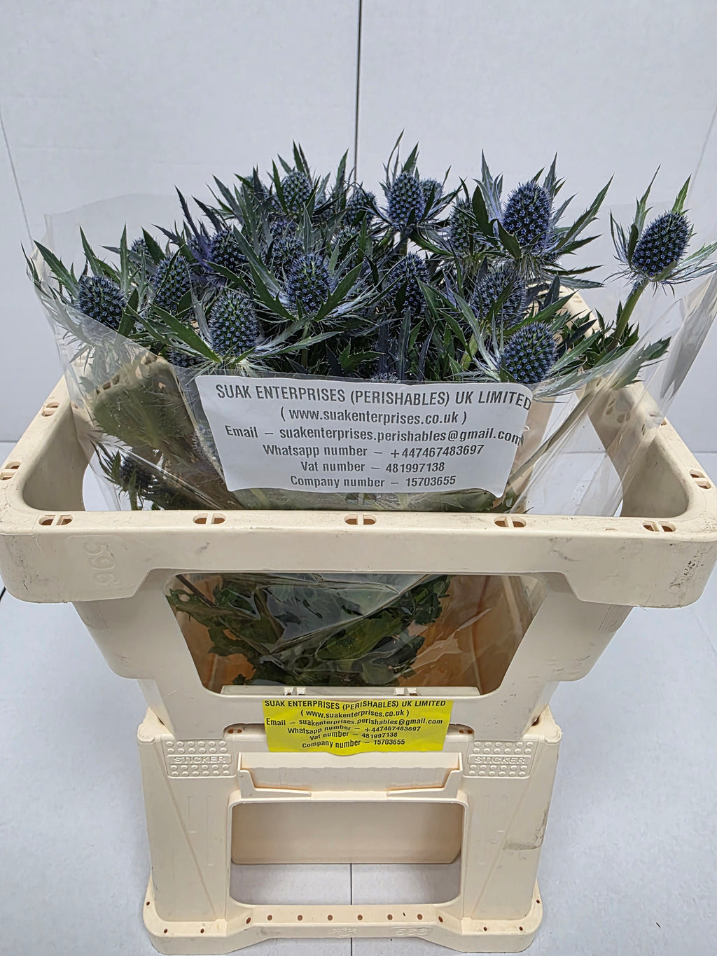 Farm Fresh Eryngium Blue Lagoon(Bunch of 10stems, Length 50cm)