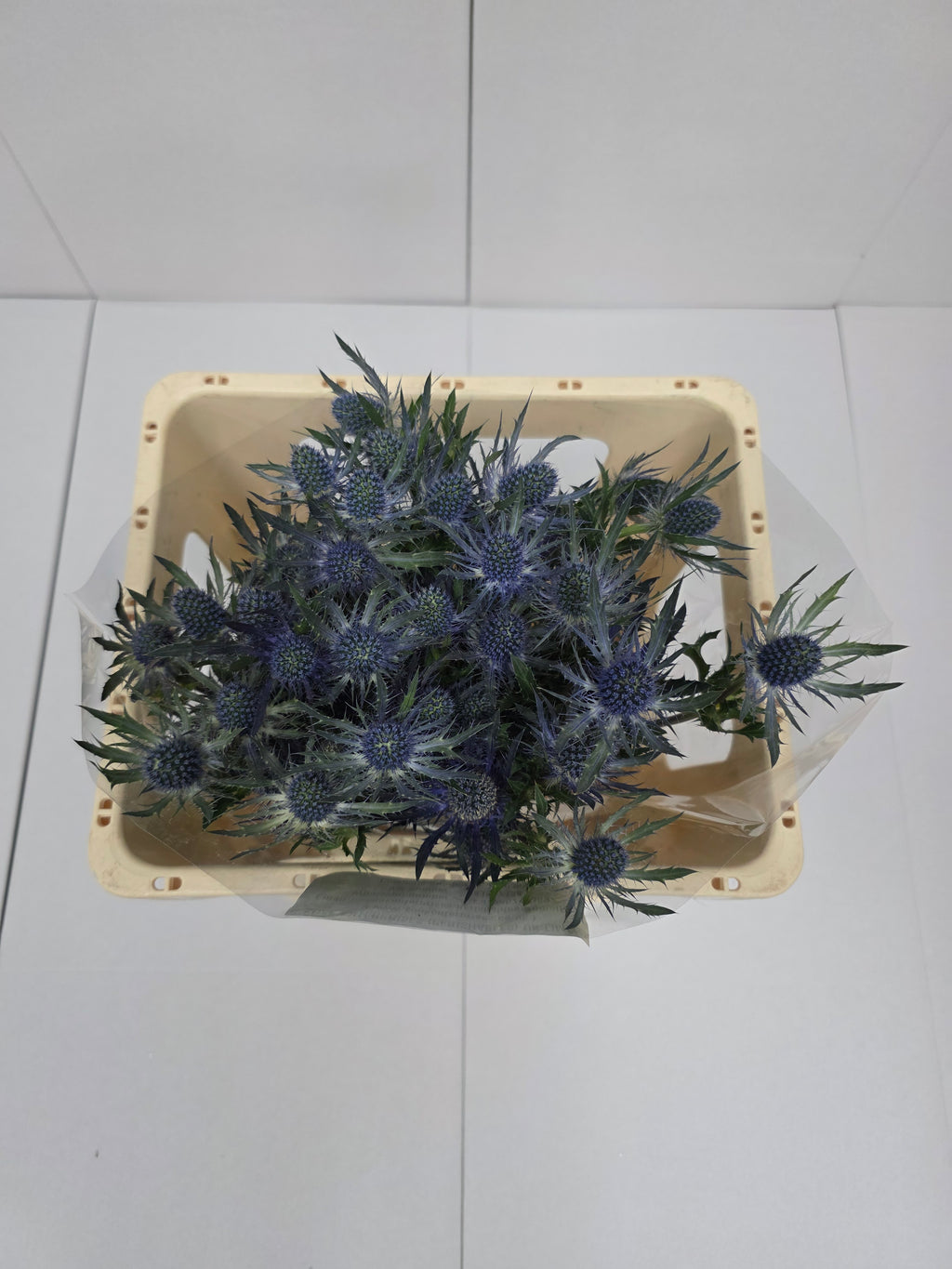 Farm Fresh Eryngium Blue Lagoon(Bunch of 10stems, Length 50cm)