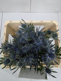 Farm Fresh Eryngium Blue Lagoon(Bunch of 10stems, Length 50cm)