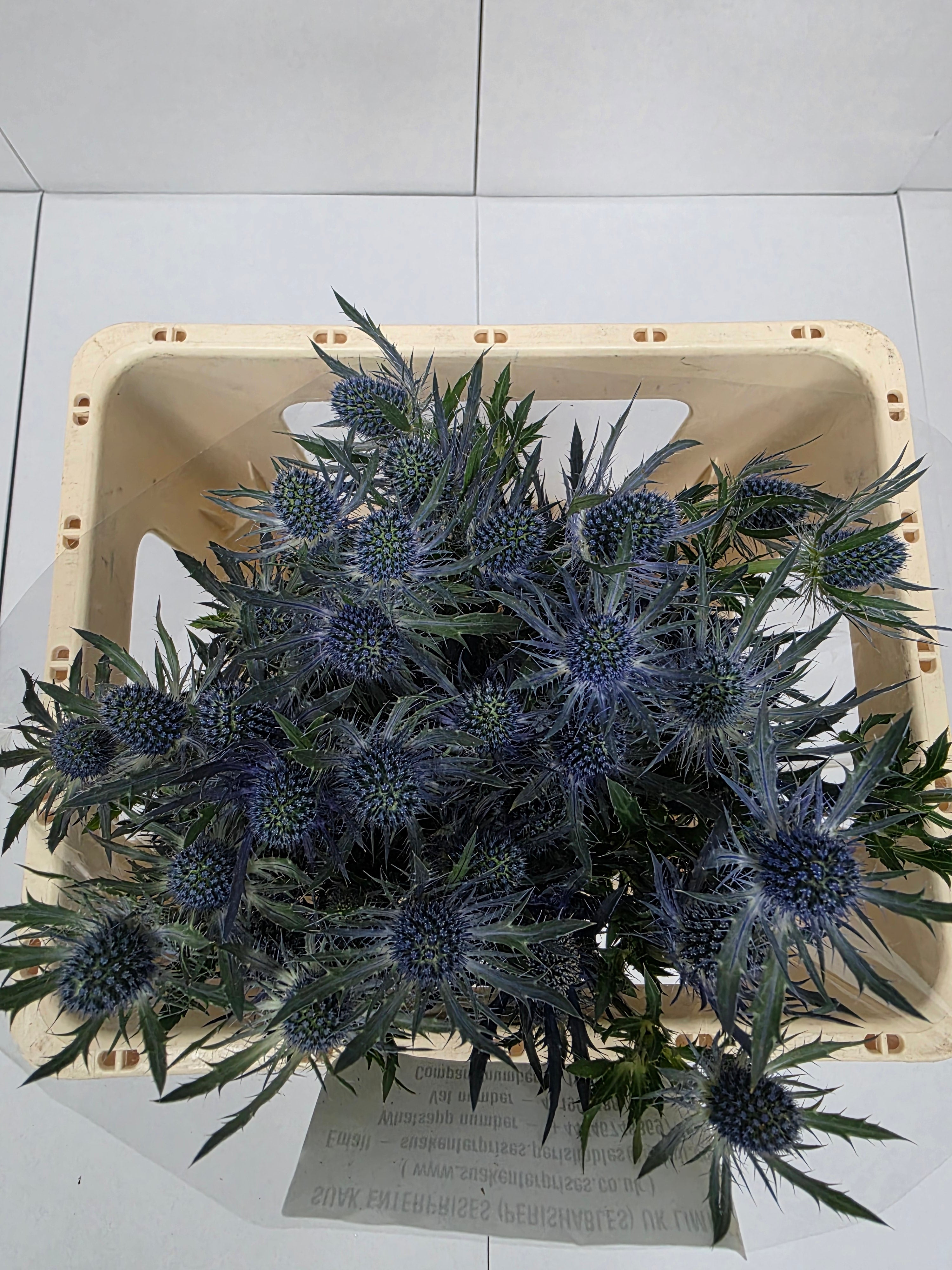 Farm Fresh Eryngium Blue Lagoon(Bunch of 10stems, Length 50cm)
