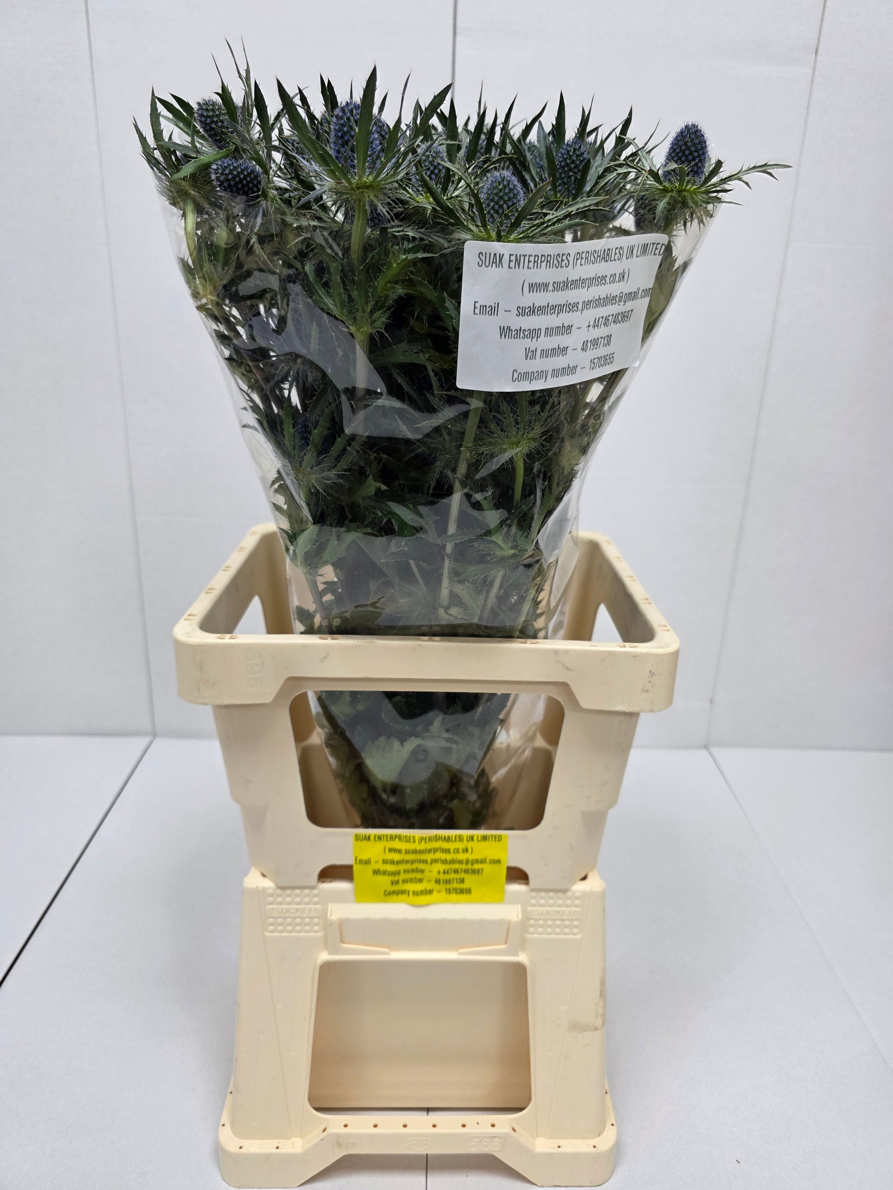 Farm Fresh Eryngium Blue Lagoon(Bunch of 10stems, Length 80cm)