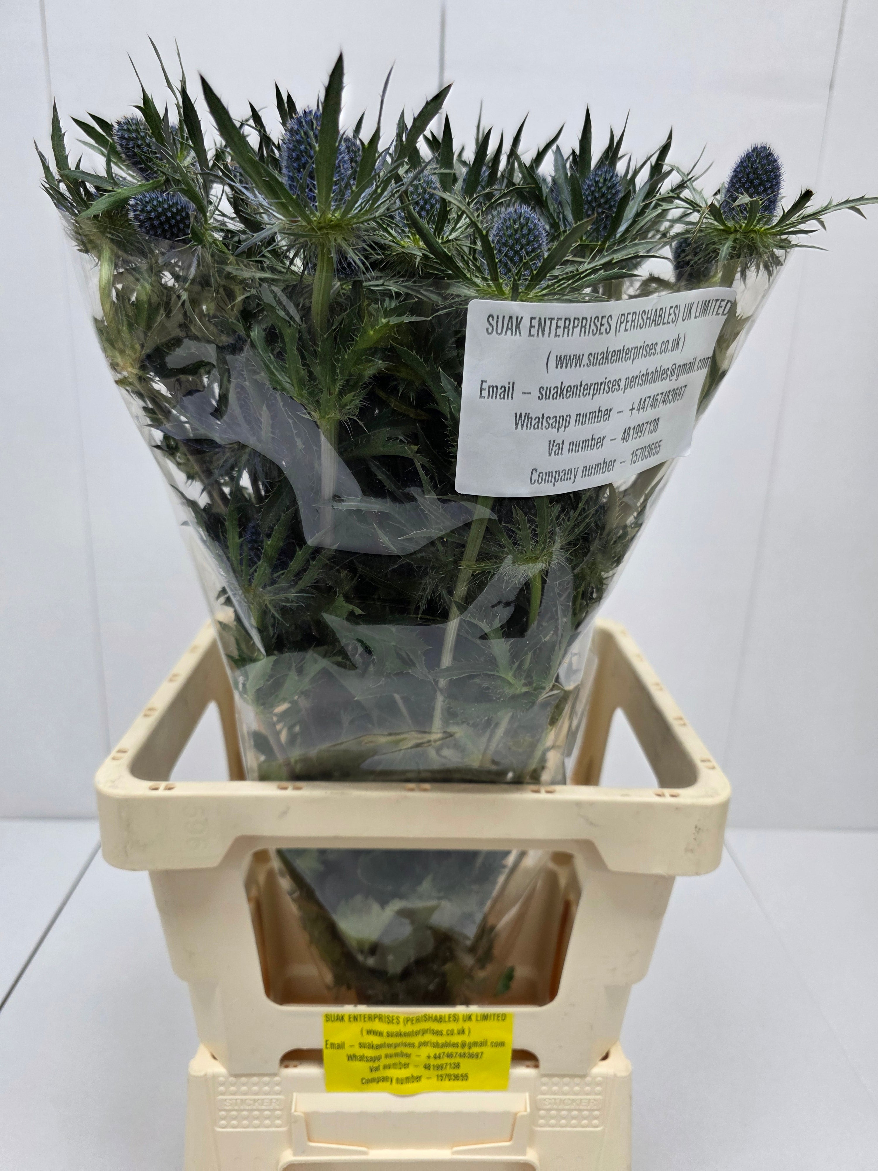 Farm Fresh Eryngium Blue Lagoon(Bunch of 10stems, Length 80cm)
