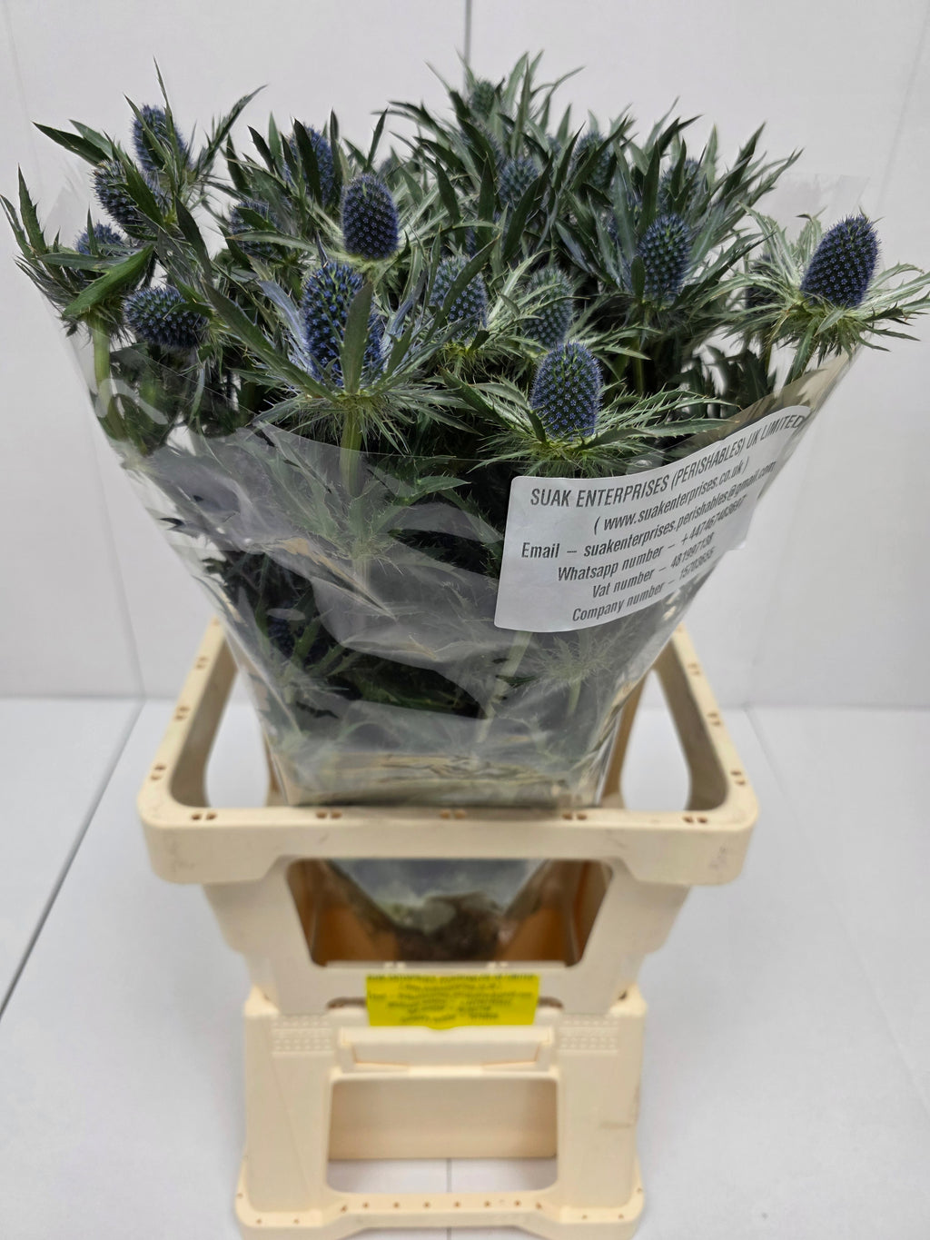 Farm Fresh Eryngium Blue Lagoon(Bunch of 10stems, Length 80cm)
