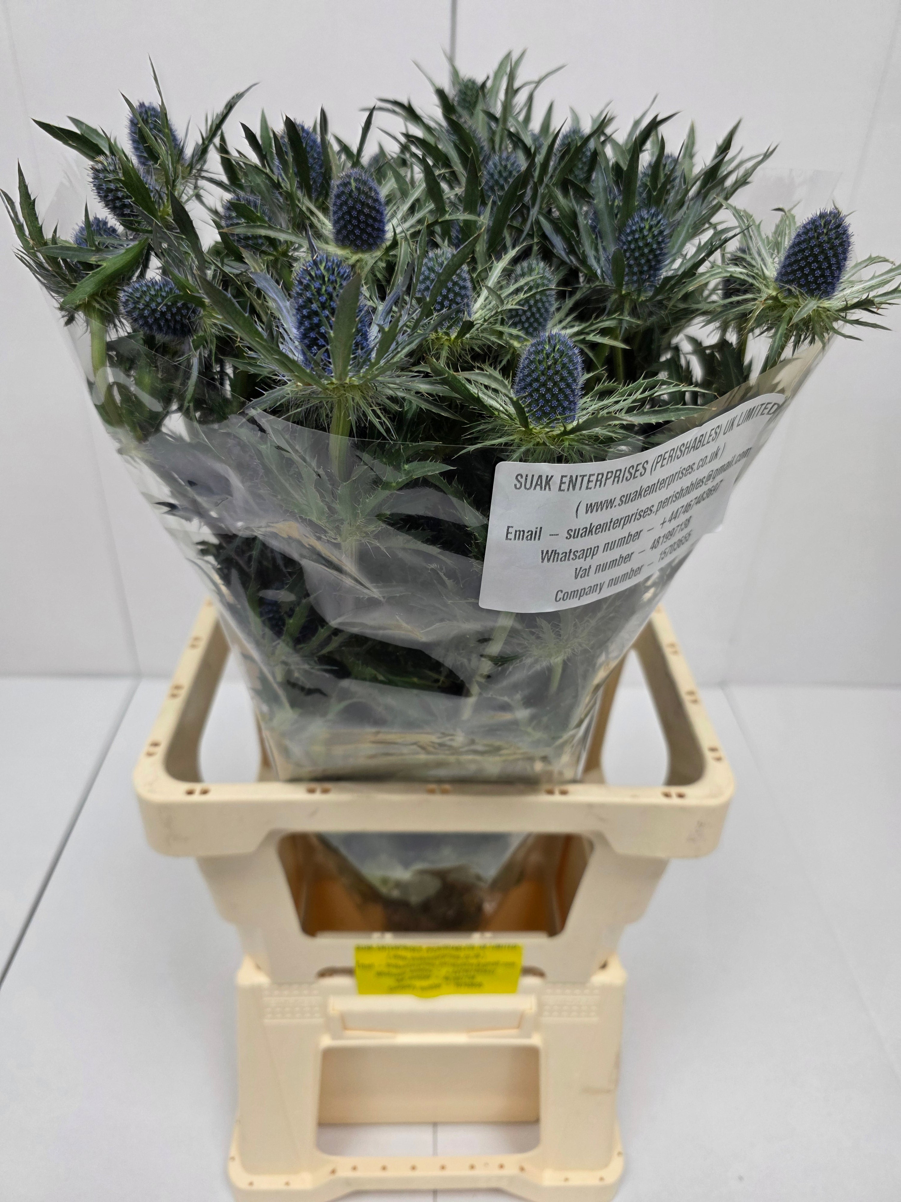 Farm Fresh Eryngium Blue Lagoon(Bunch of 10stems, Length 80cm)