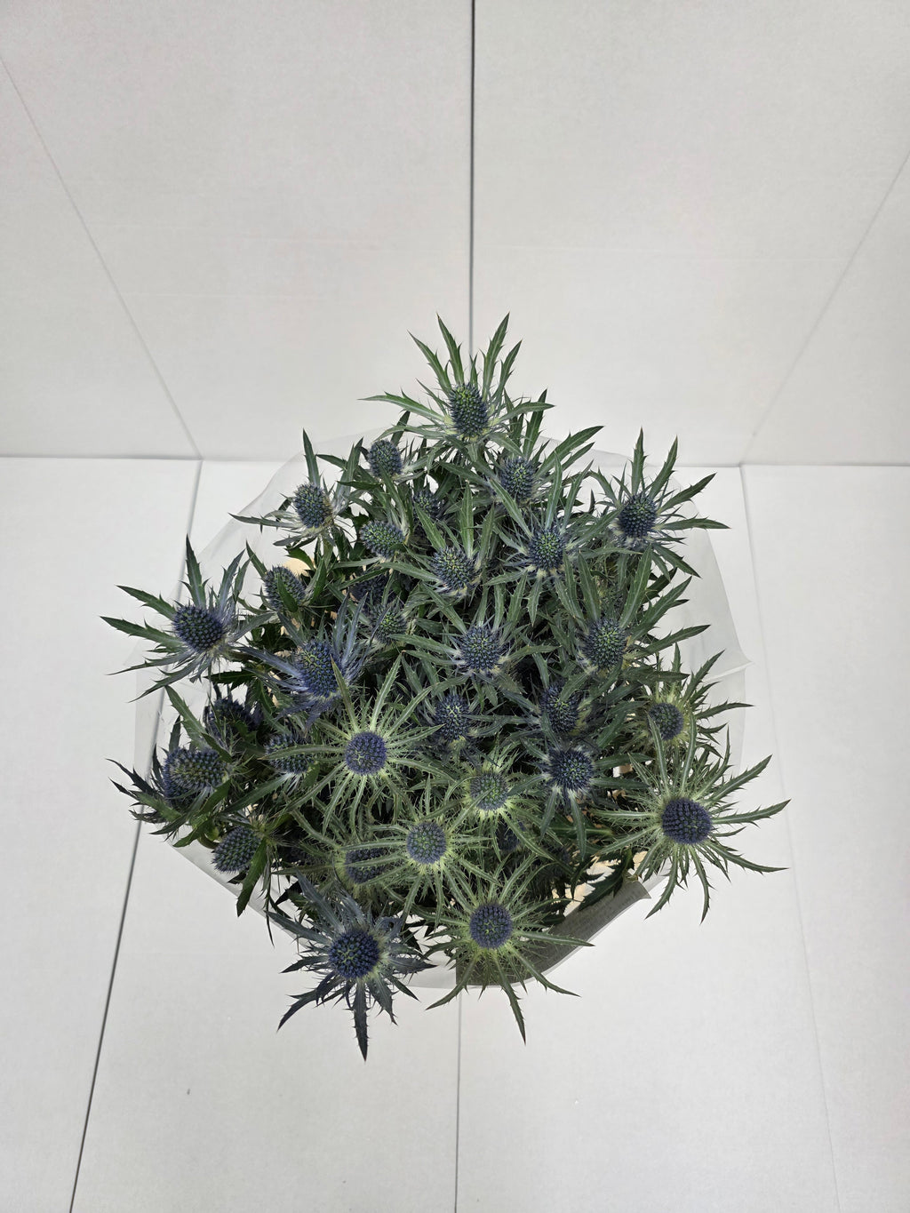 Farm Fresh Eryngium Blue Lagoon(Bunch of 10stems, Length 80cm)