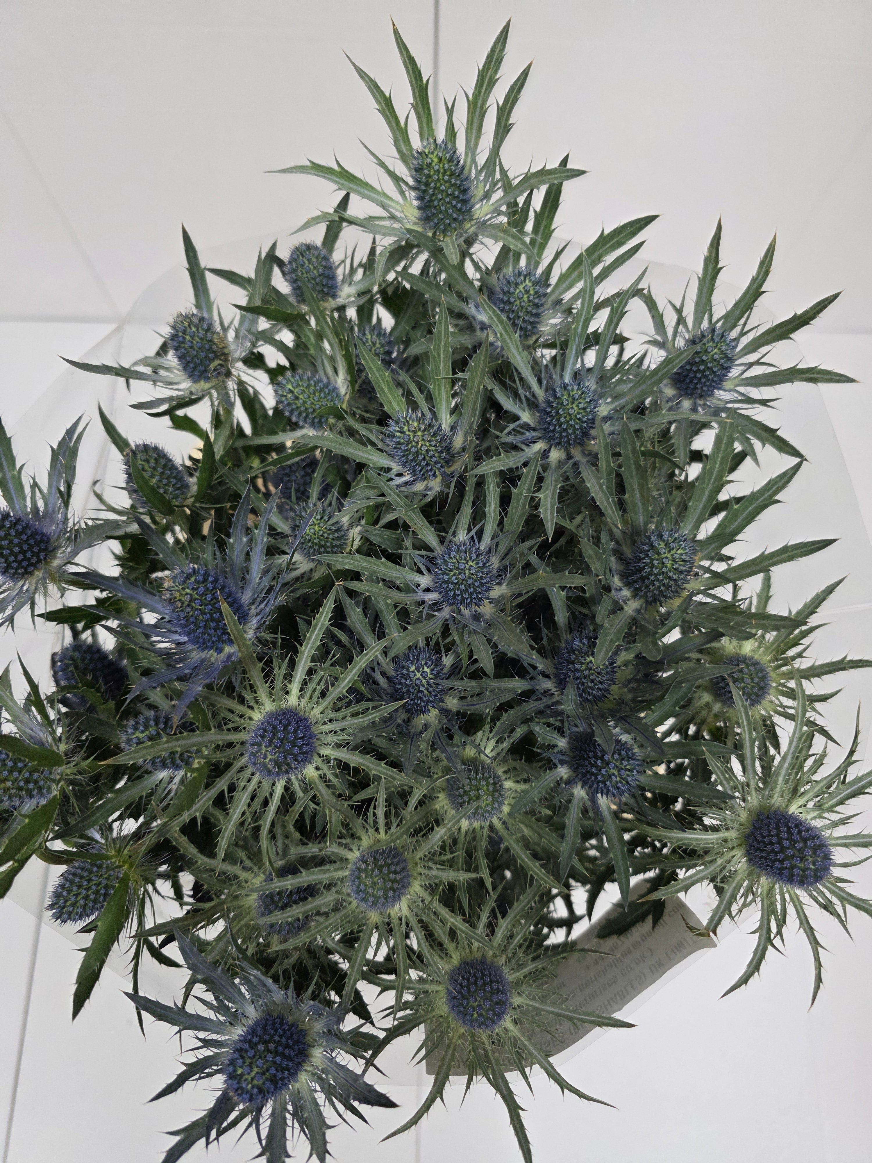 Farm Fresh Eryngium Blue Lagoon(Bunch of 10stems, Length 80cm)