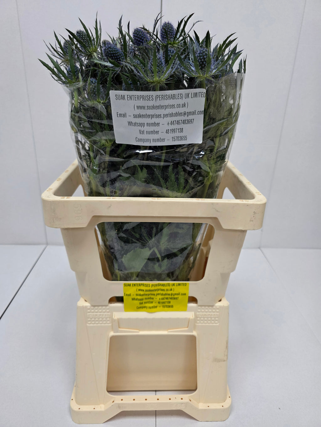 Farm Fresh Eryngium Blue Lagoon(Bunch of 10stems, Length 60cm)