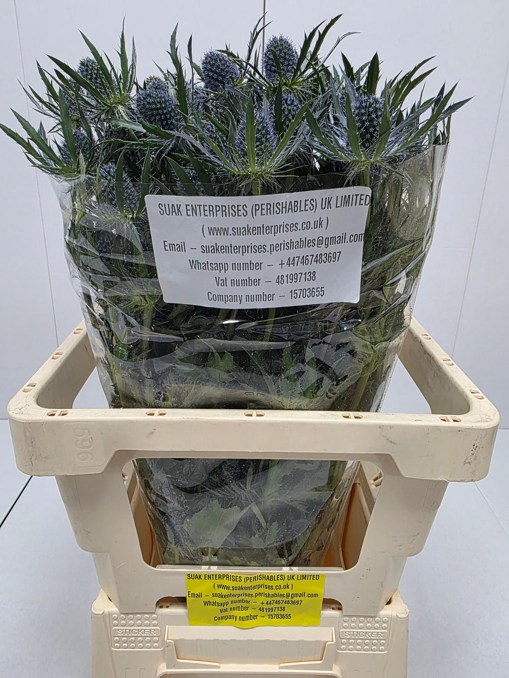 Farm Fresh Eryngium Blue Lagoon(Bunch of 10stems, Length 60cm)