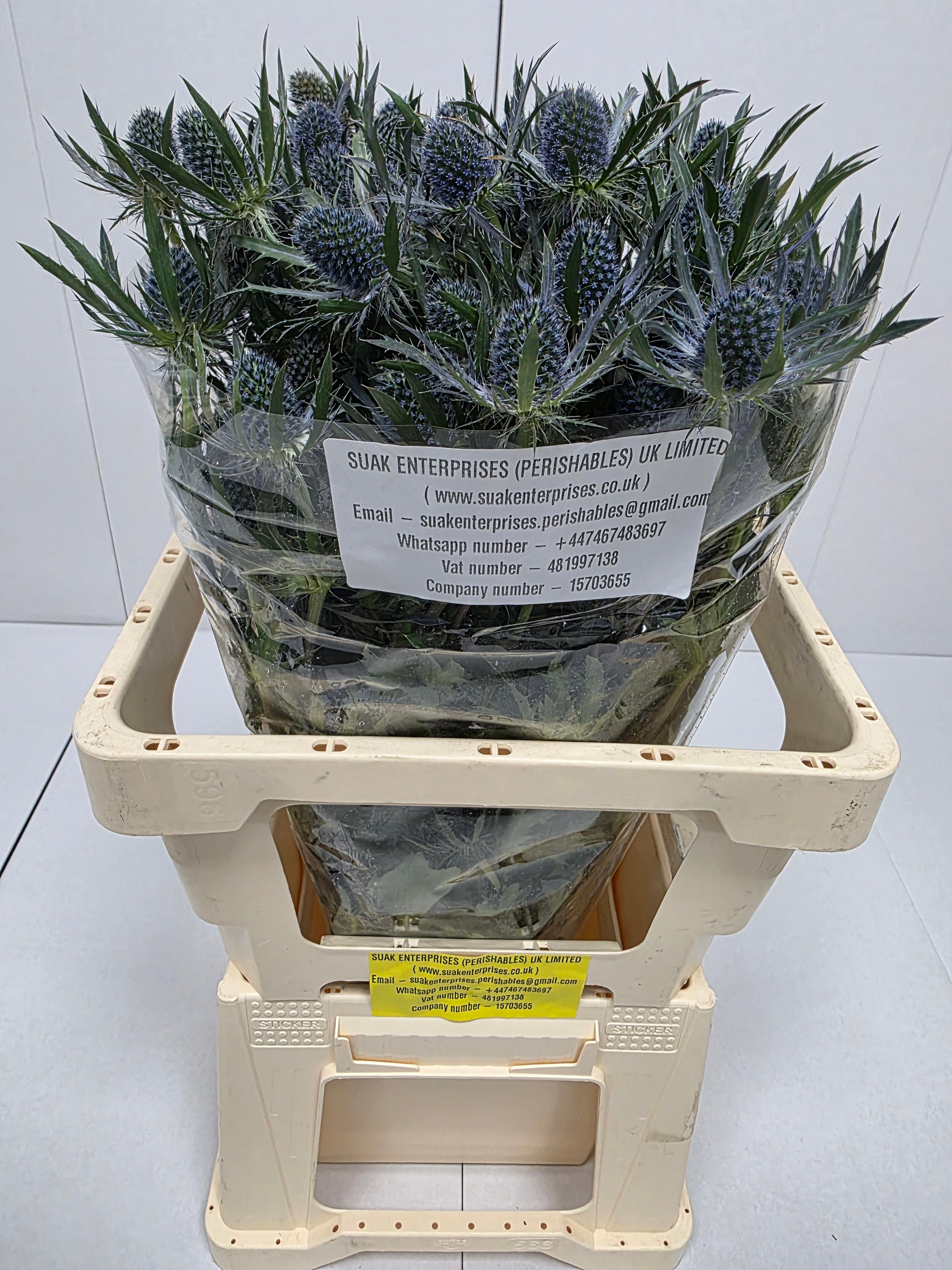 Farm Fresh Eryngium Blue Lagoon(Bunch of 10stems, Length 60cm)