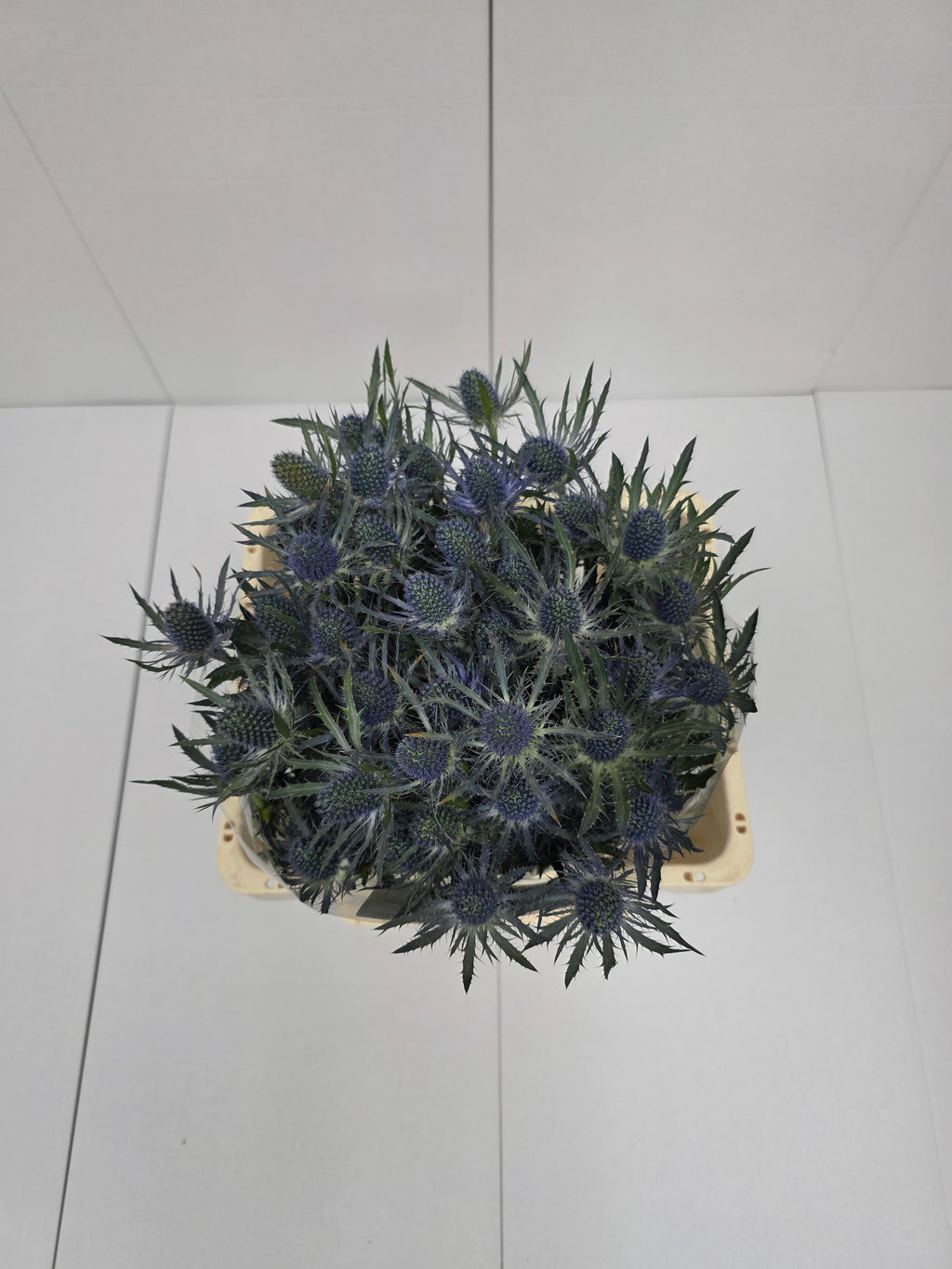 Farm Fresh Eryngium Blue Lagoon(Bunch of 10stems, Length 60cm)