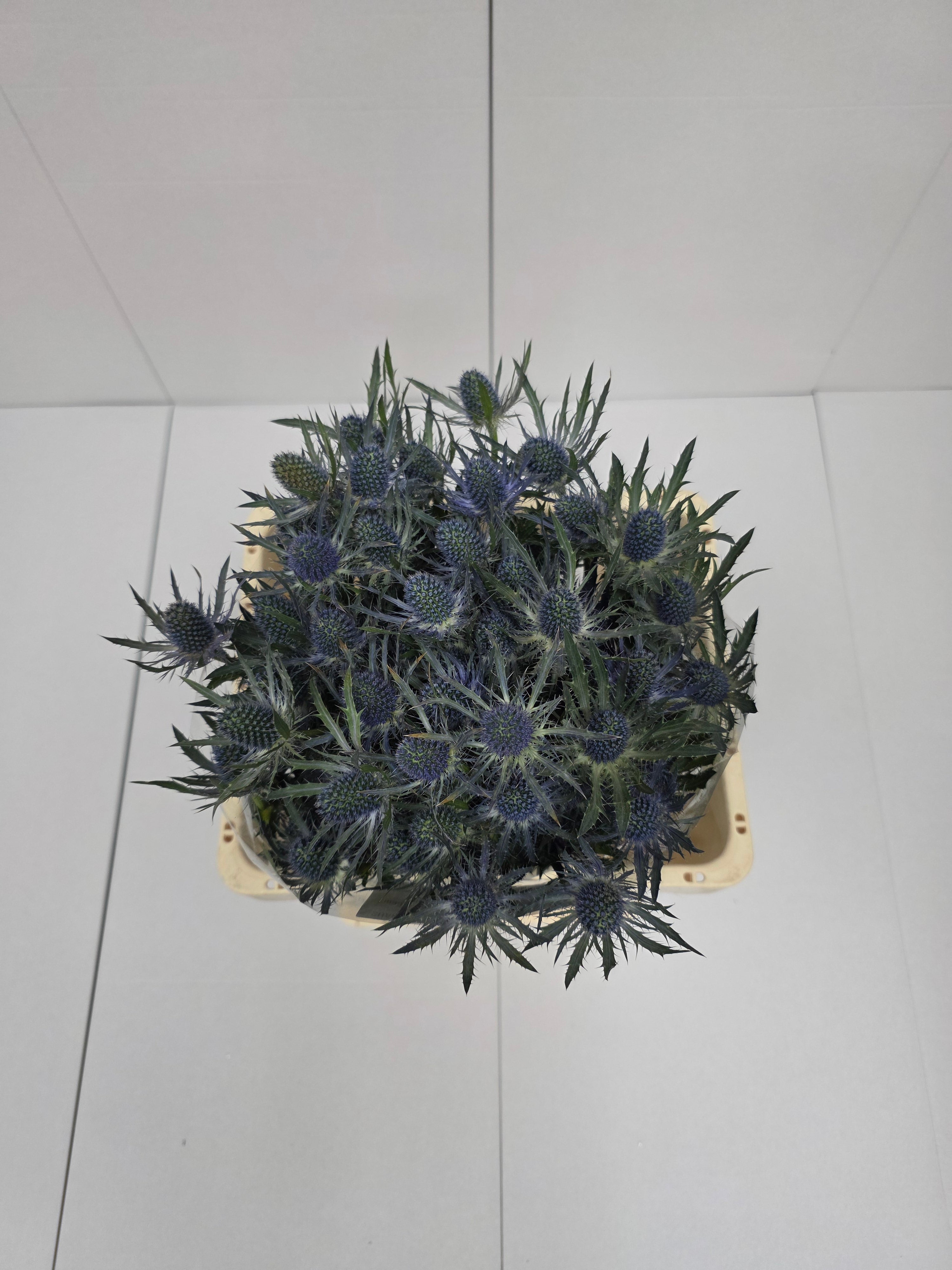 Farm Fresh Eryngium Blue Lagoon(Bunch of 10stems, Length 60cm)