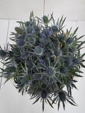 Farm Fresh Eryngium Blue Lagoon(Bunch of 10stems, Length 60cm)