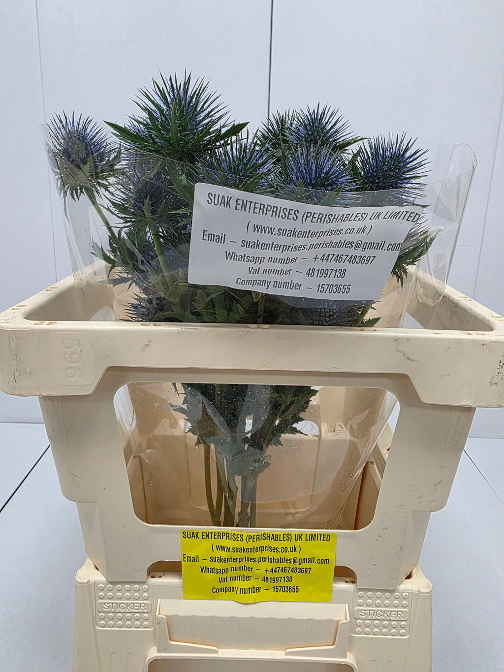 Farm Fresh Eryngium Magnet (Bunch of 10 stems, Length 60cm)