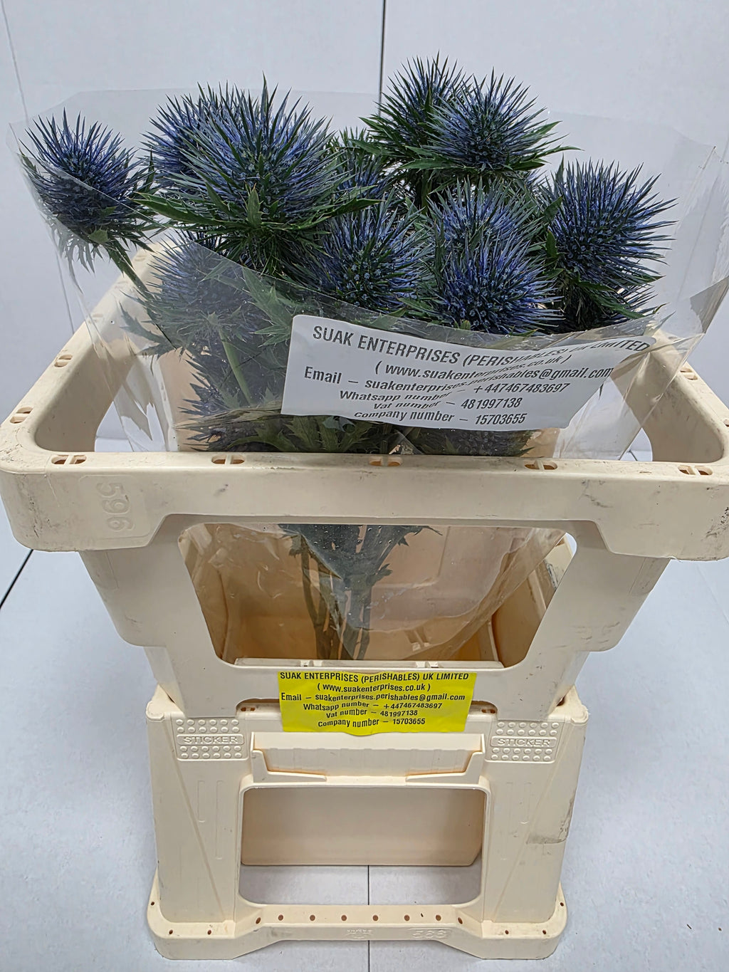 Farm Fresh Eryngium Magnet (Bunch of 10 stems, Length 60cm)