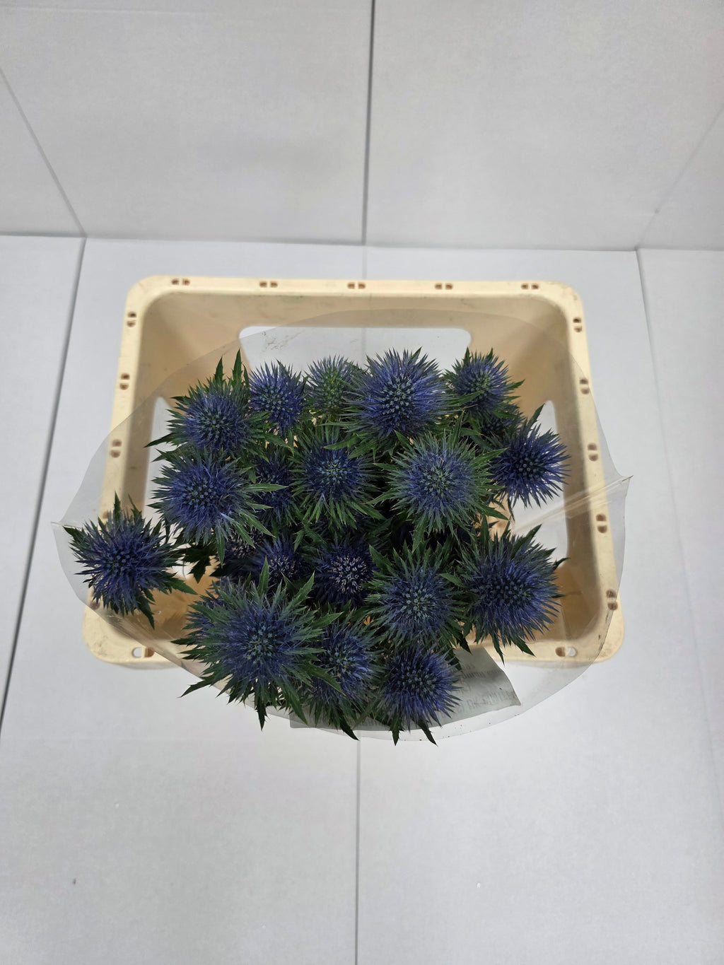 Farm Fresh Eryngium Magnet (Bunch of 10 stems, Length 60cm)