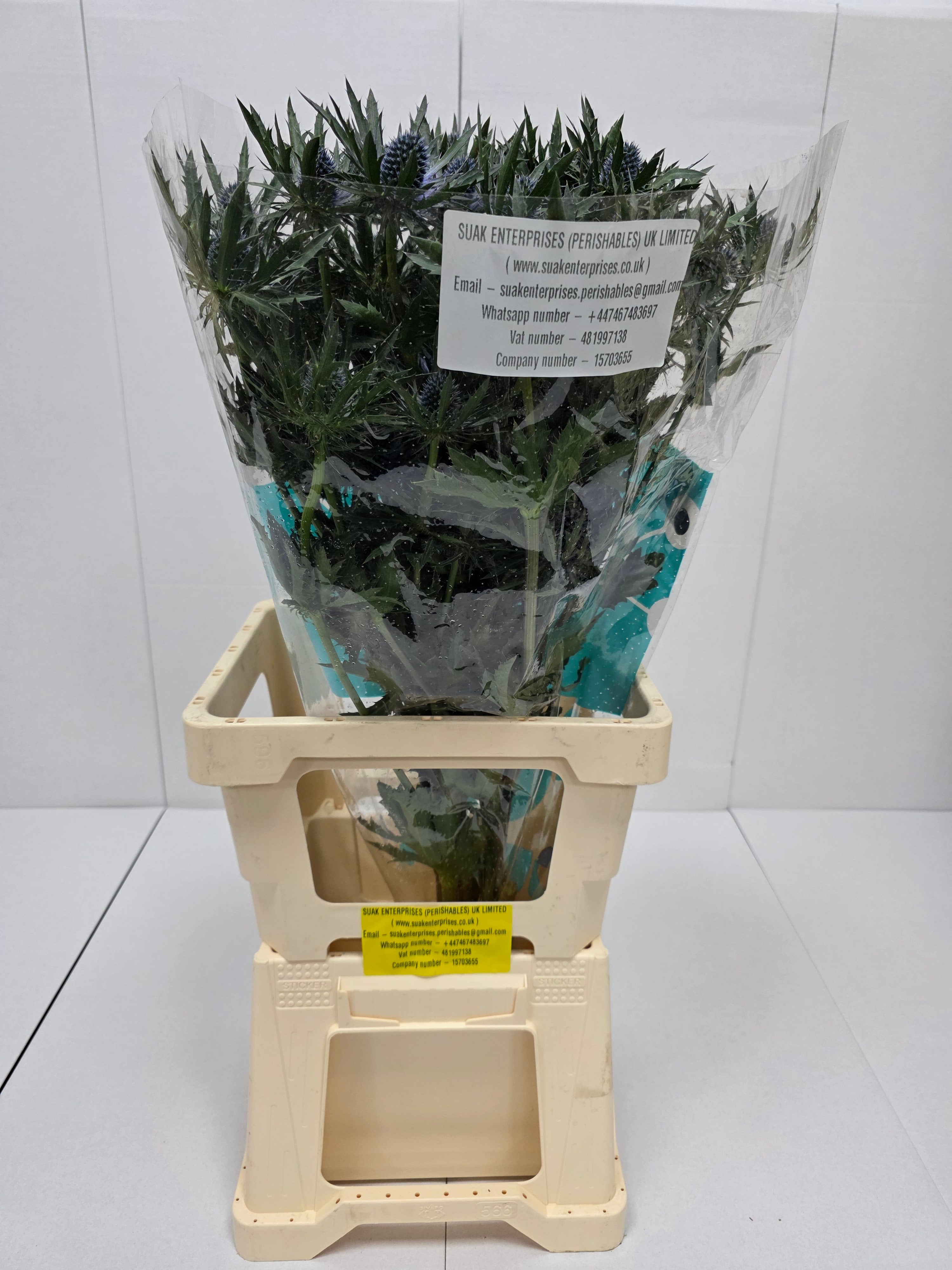 Farm Fresh Eryngium Orion(Bunch of 10 stems, Length 50cm)