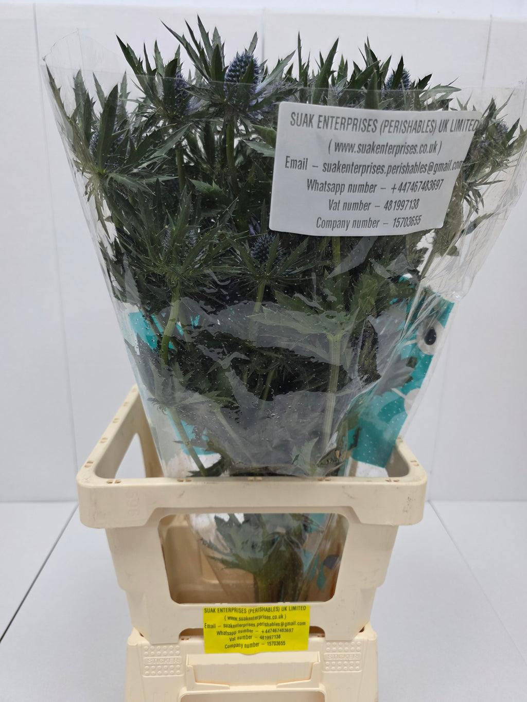 Farm Fresh Eryngium Orion(Bunch of 10 stems, Length 50cm)
