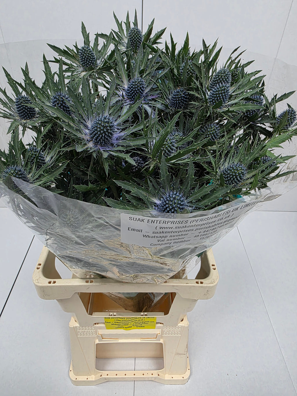 Farm Fresh Eryngium Orion(Bunch of 10 stems, Length 50cm)