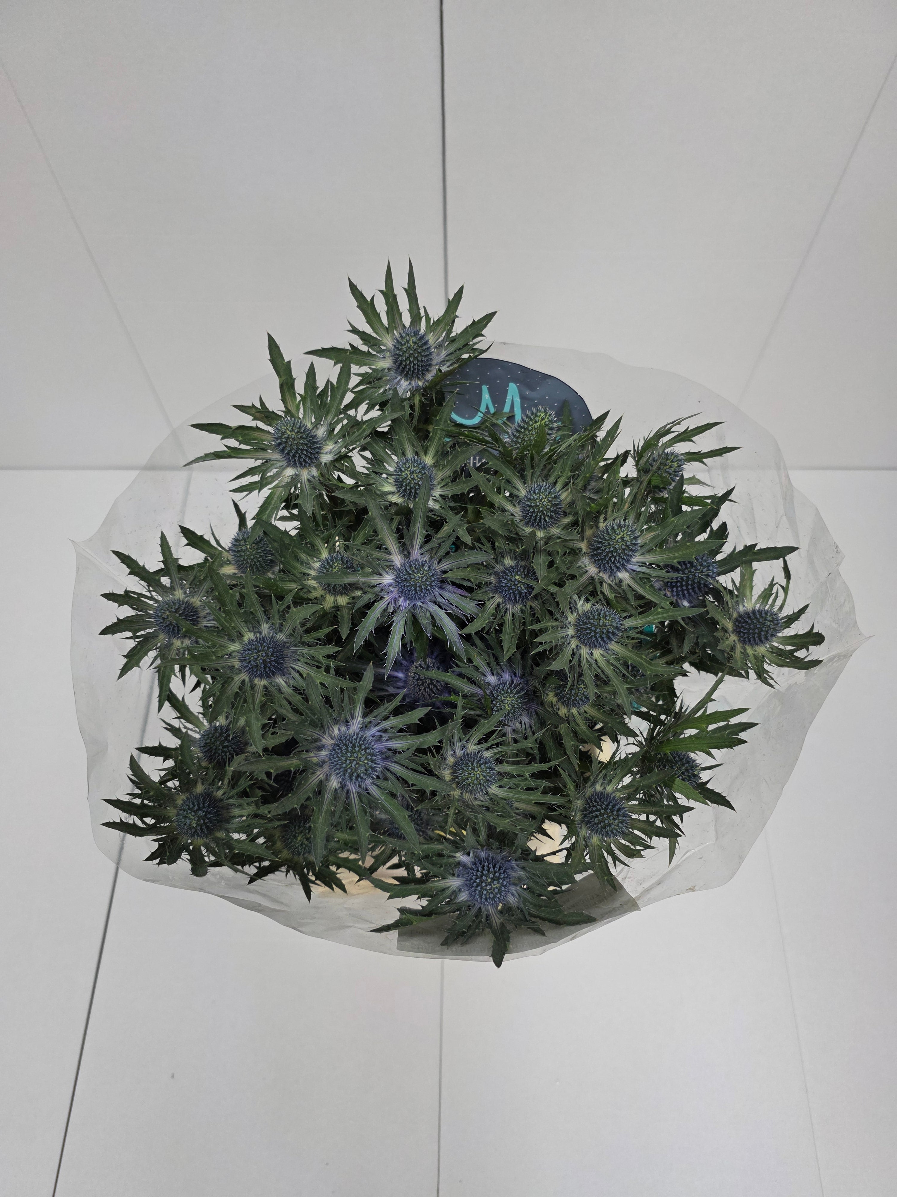 Farm Fresh Eryngium Orion(Bunch of 10 stems, Length 50cm)