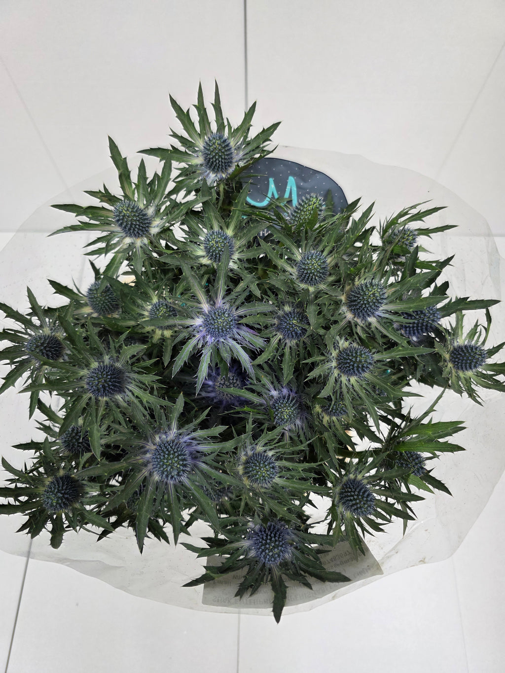 Farm Fresh Eryngium Orion(Bunch of 10 stems, Length 50cm)