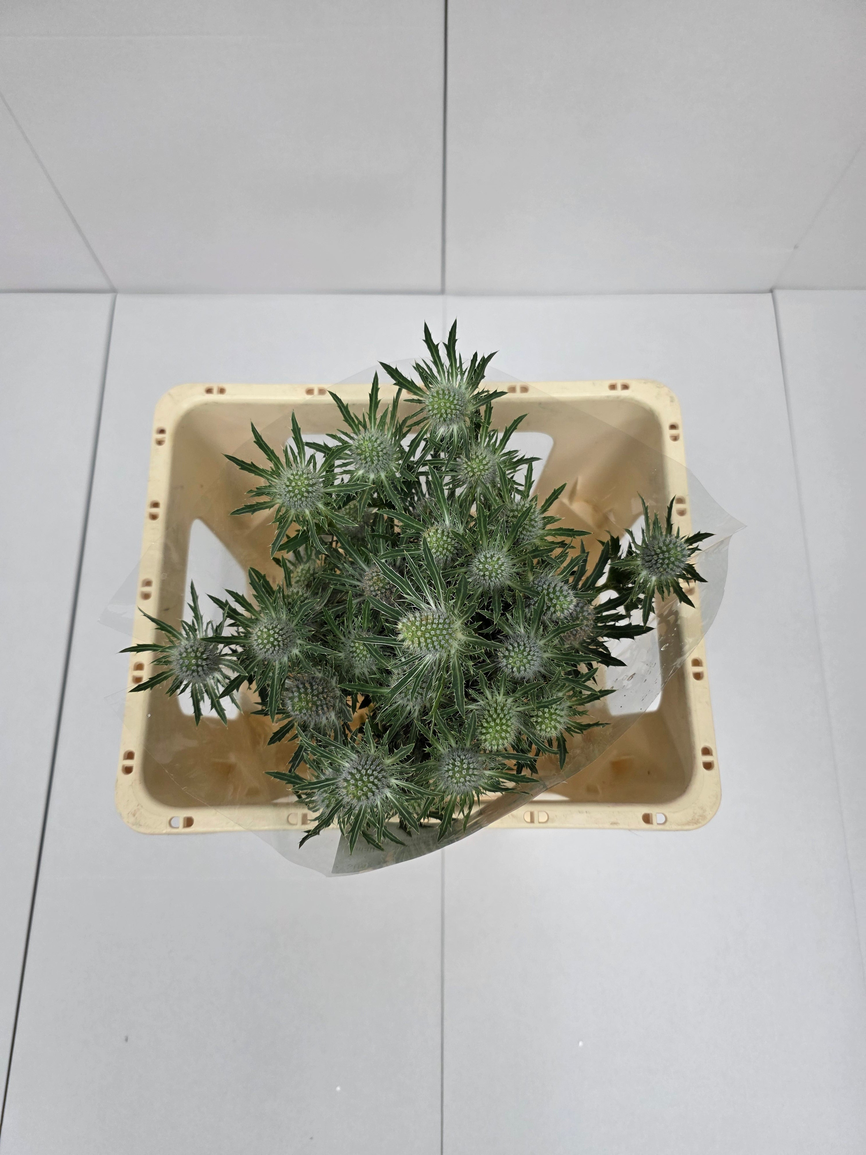 Farm Fresh Eryngium Sirius (Bunch of 10stems, Length 60cm)