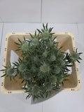 Farm Fresh Eryngium Sirius (Bunch of 10stems, Length 60cm)