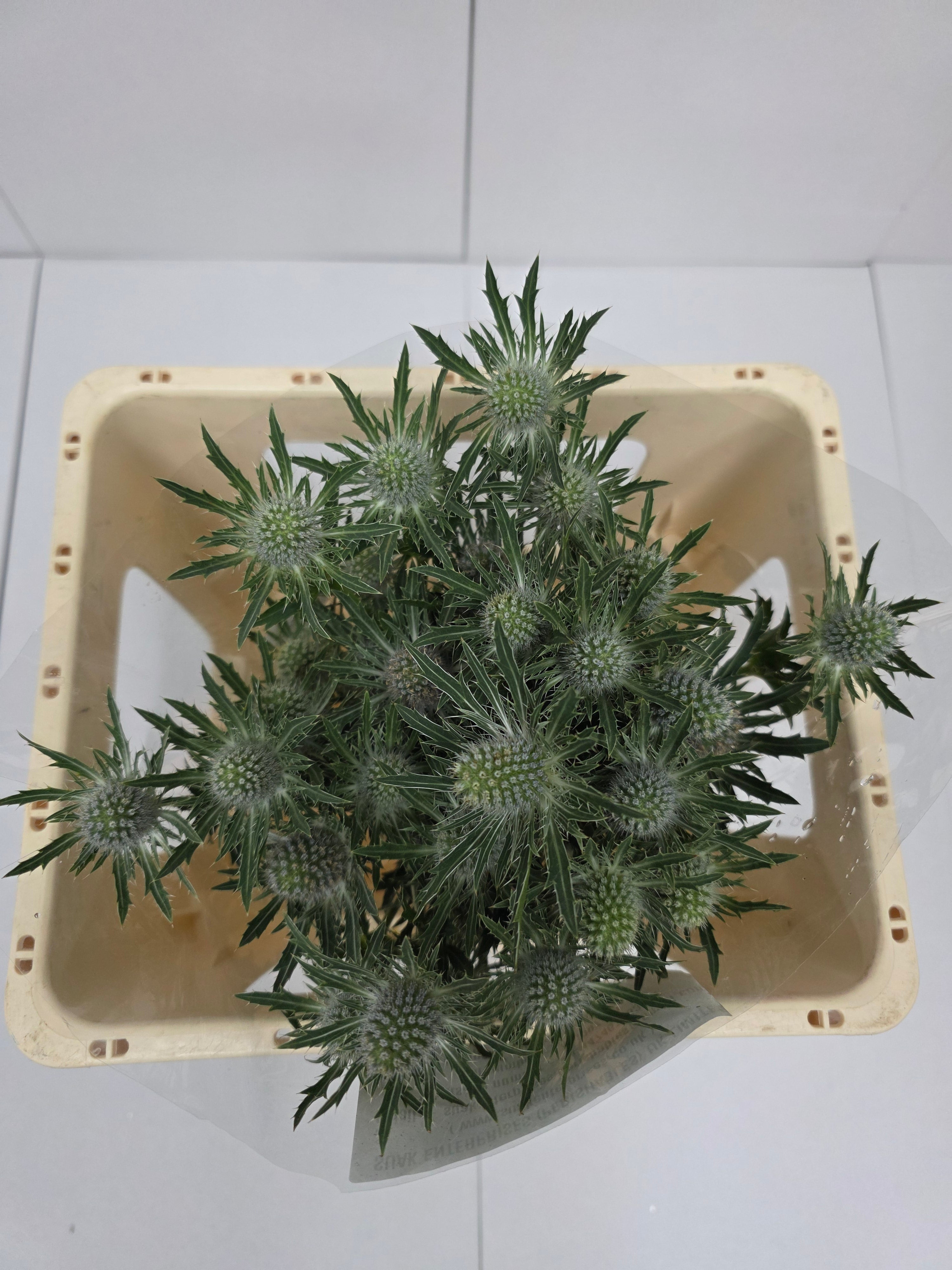 Farm Fresh Eryngium Sirius (Bunch of 10stems, Length 60cm)