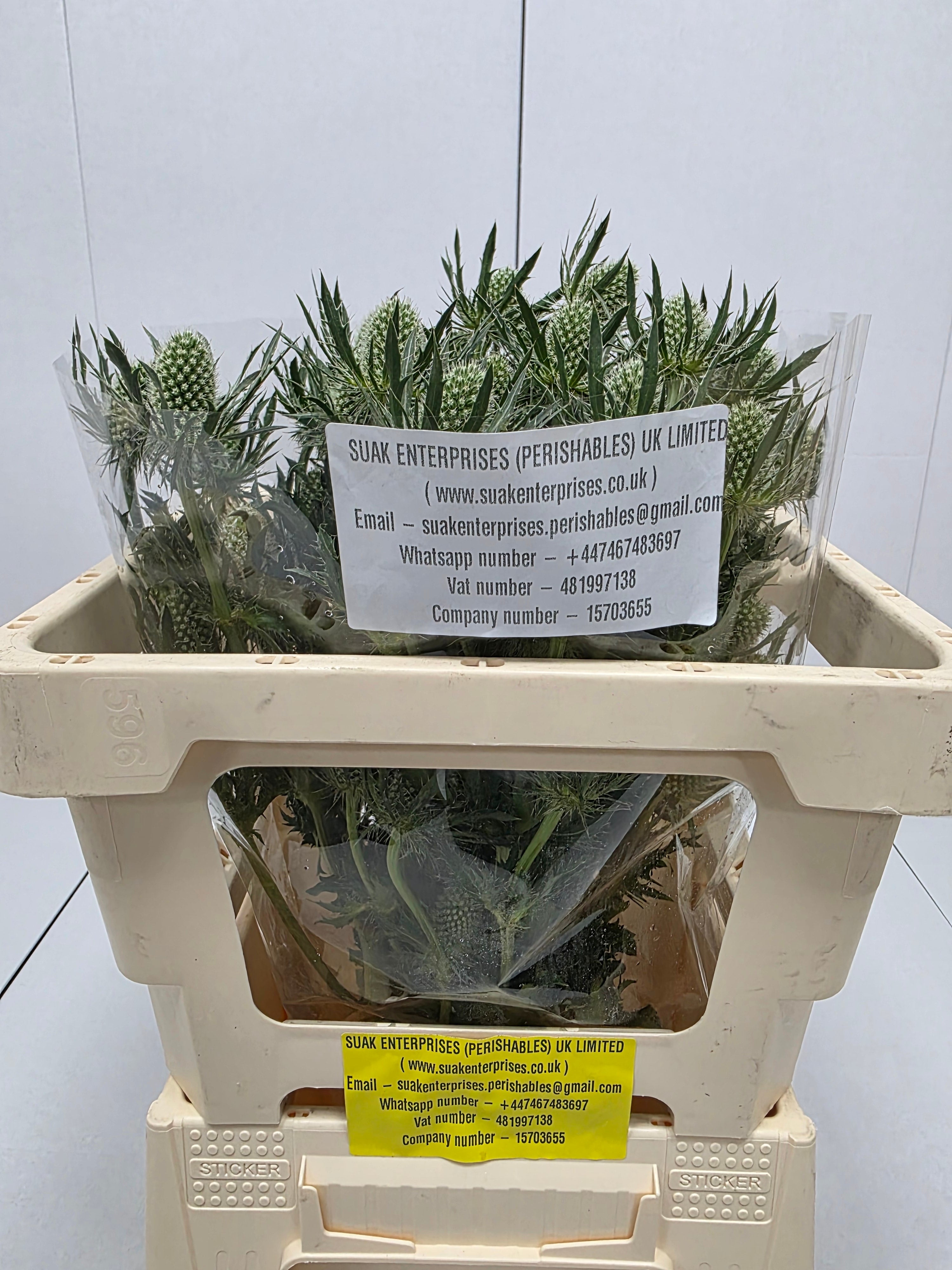 Farm Fresh Eryngium White Lagoon(Bunch of 10stems, Length 50cm)