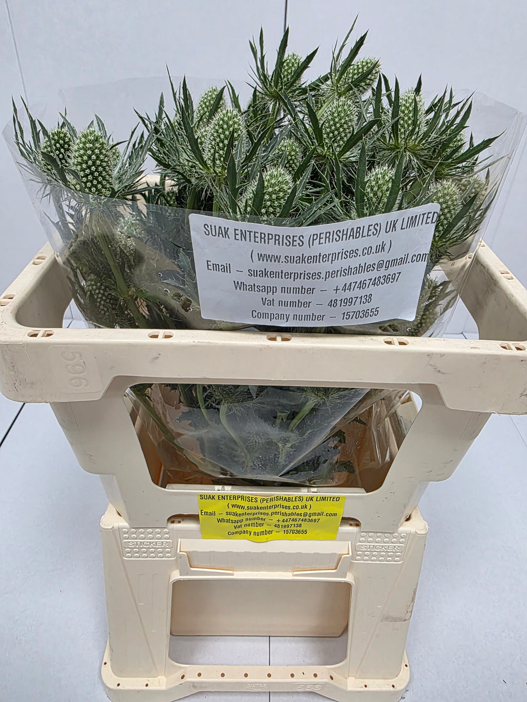 Farm Fresh Eryngium White Lagoon(Bunch of 10stems, Length 50cm)