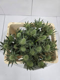 Farm Fresh Eryngium White Lagoon(Bunch of 10stems, Length 50cm)