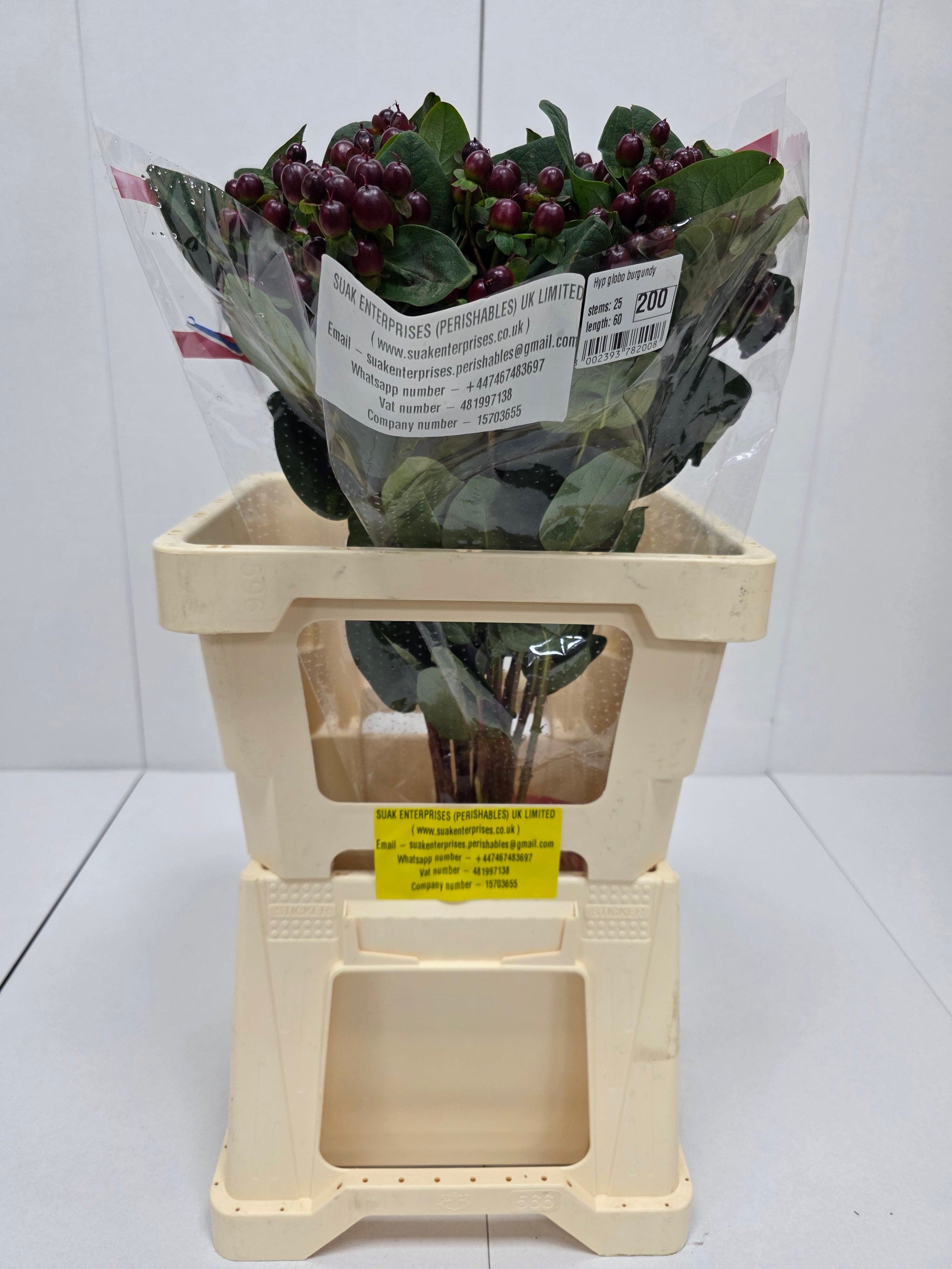 Farm Fresh Hypercium Globo Burgandy (Bunch of 25stems, Length 60cm)