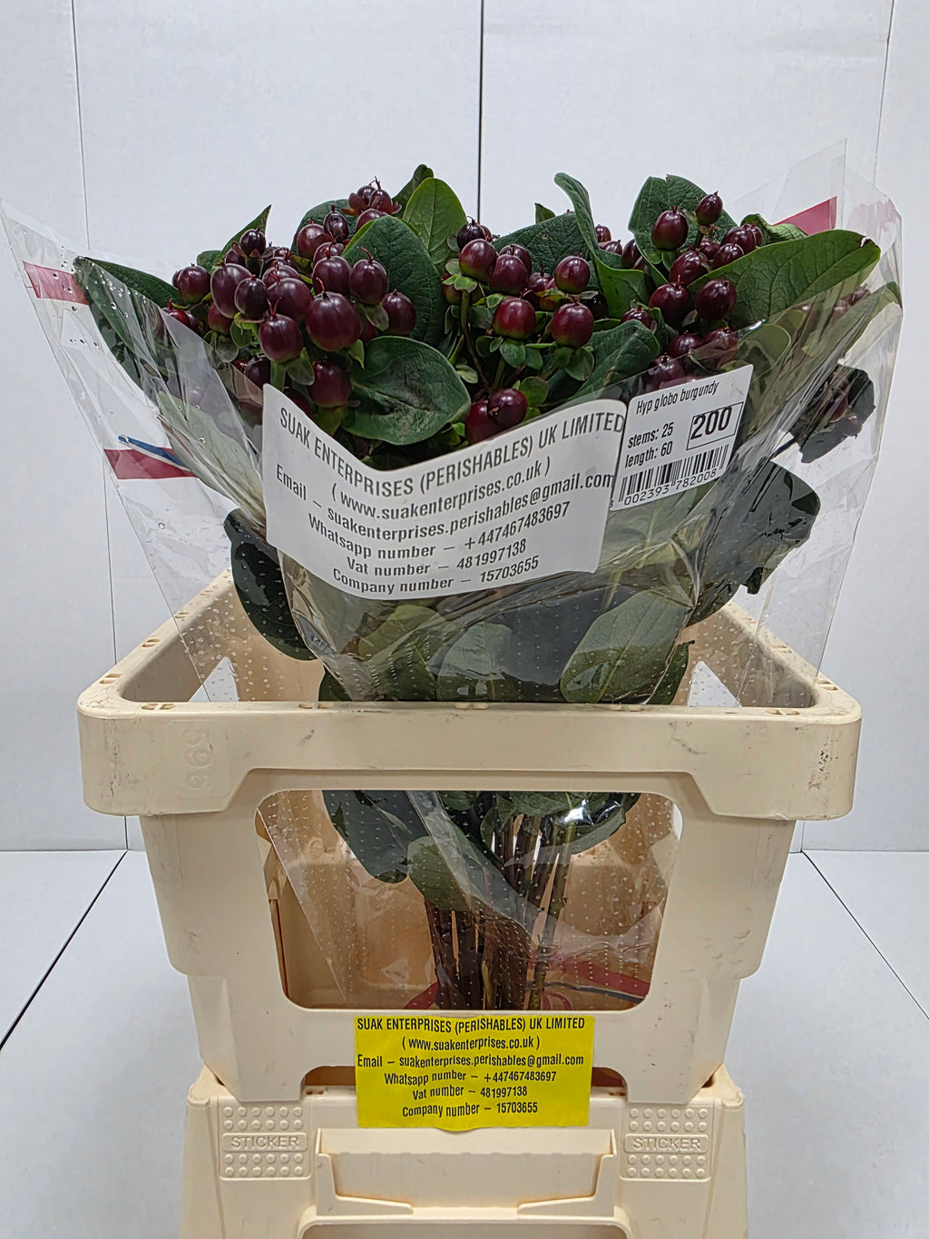 Farm Fresh Hypercium Globo Burgandy (Bunch of 25stems, Length 60cm)